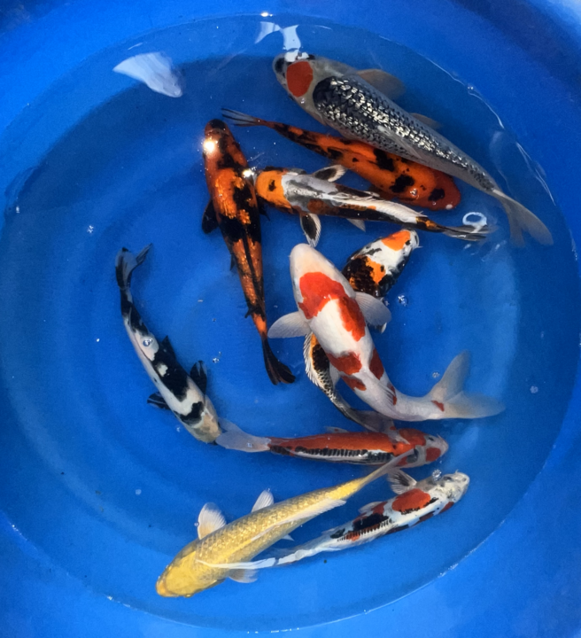 Paquetes premium de peces koi japoneses