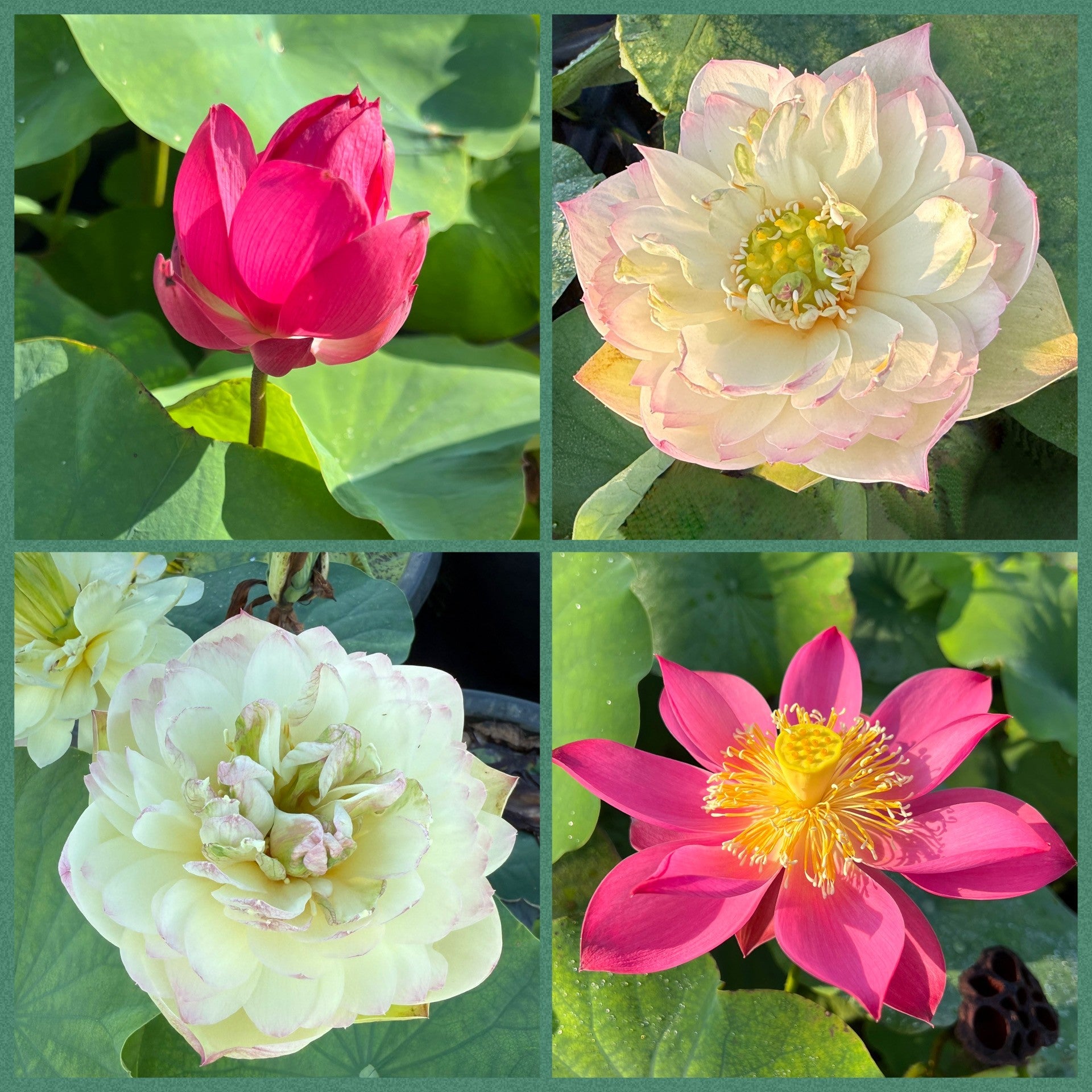 2026 Beautiful Enigma Lotus (Bare Root)