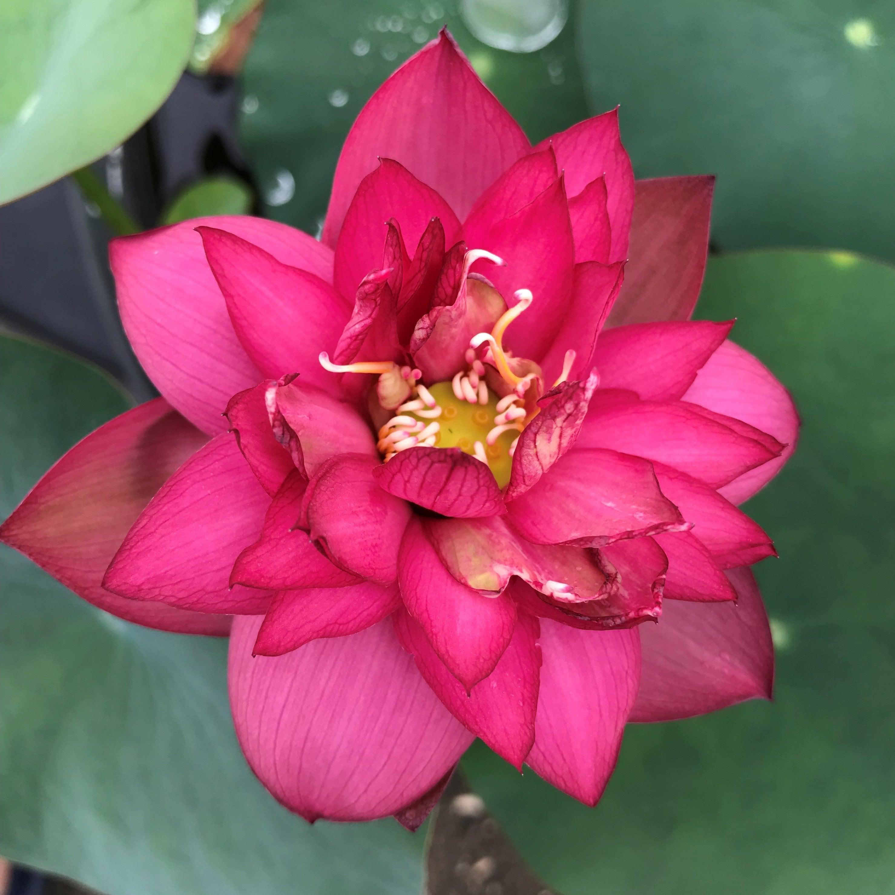 Glory Lotus (Bare Root) - Play It Koi