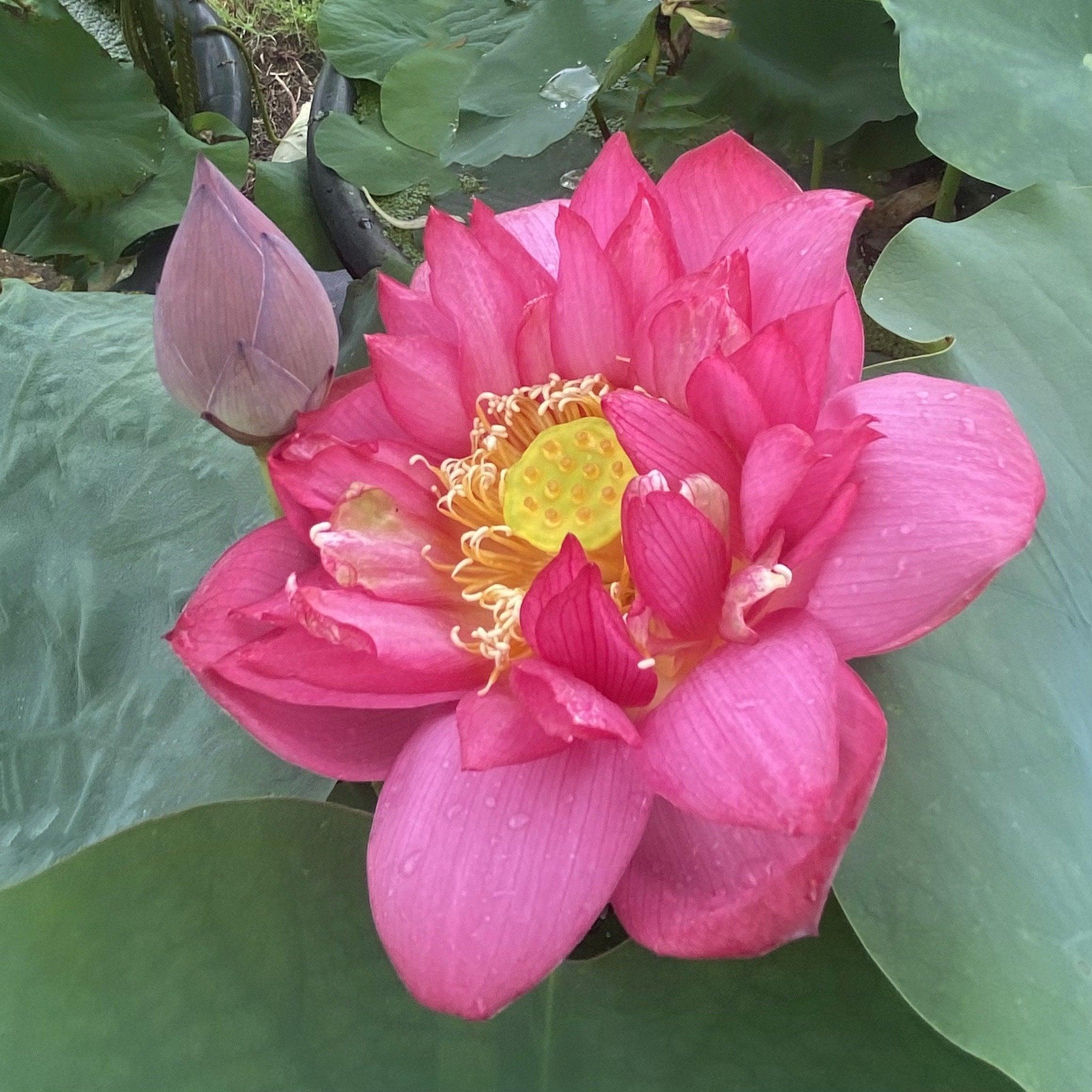 Glory Lotus (Bare Root) - Play It Koi