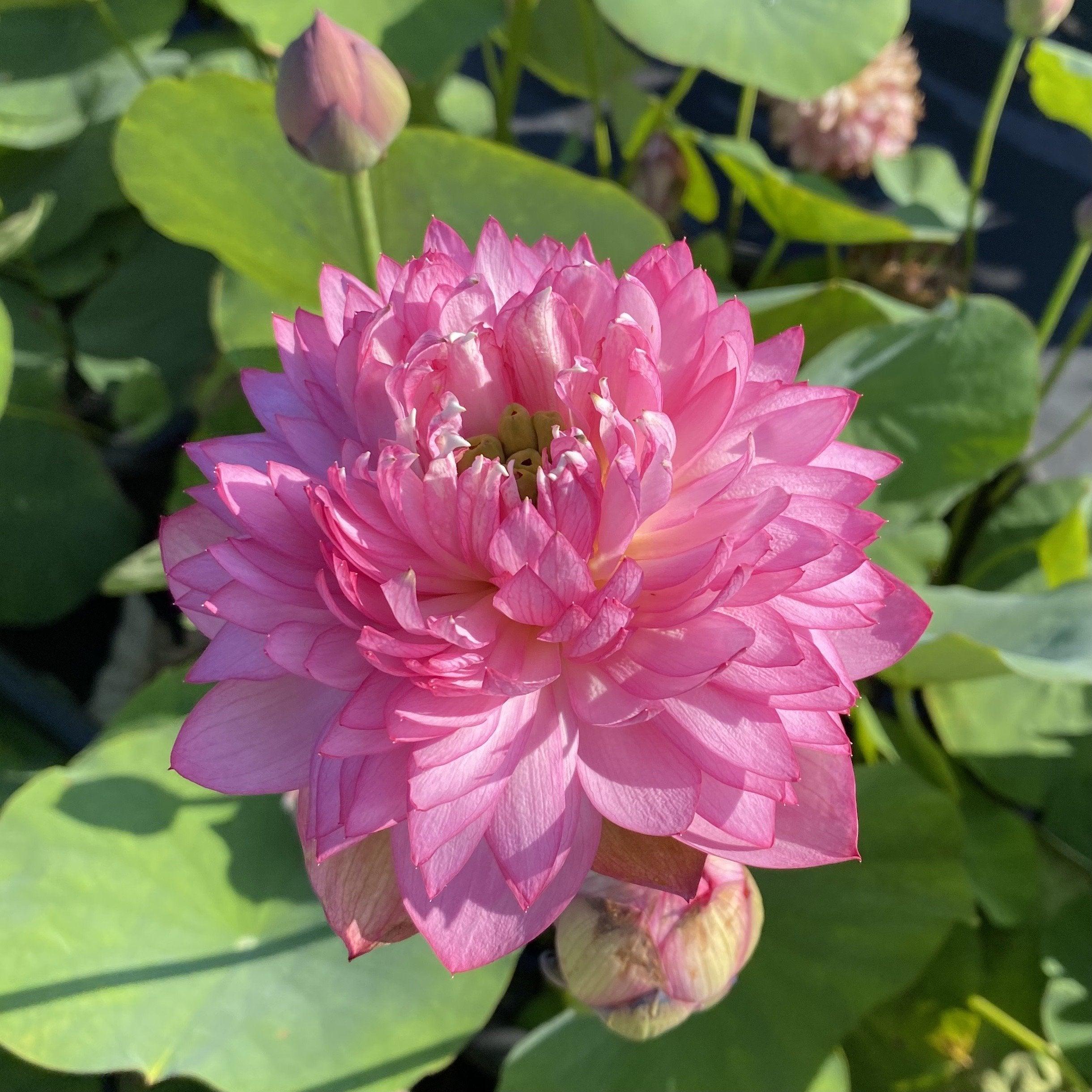 Glowing Queen Lotus (Bare Root) - Play It Koi