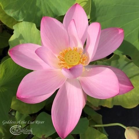 Goddess of Luo River Lotus (Bare Root)