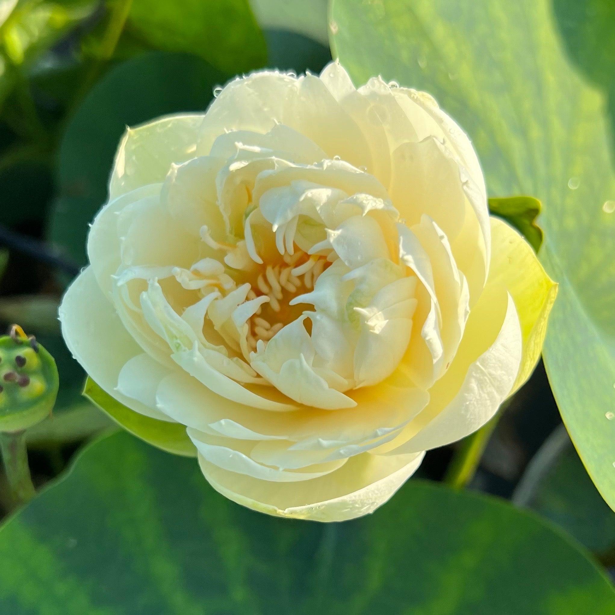 Gold & Resplendence Lotus (Bare Root) - Play It Koi