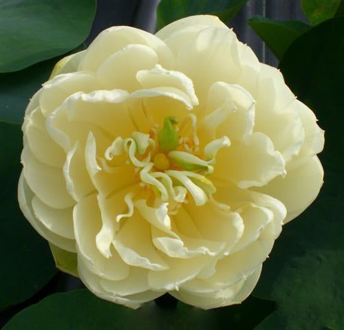 Gold & Resplendence Lotus (Bare Root) - Play It Koi