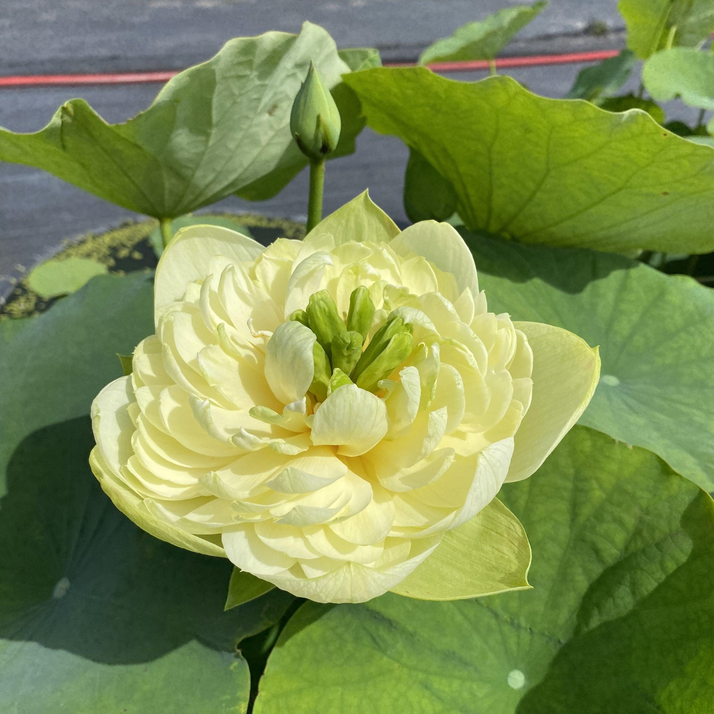 Golden Apple Lotus (Bare Root) - Play It Koi