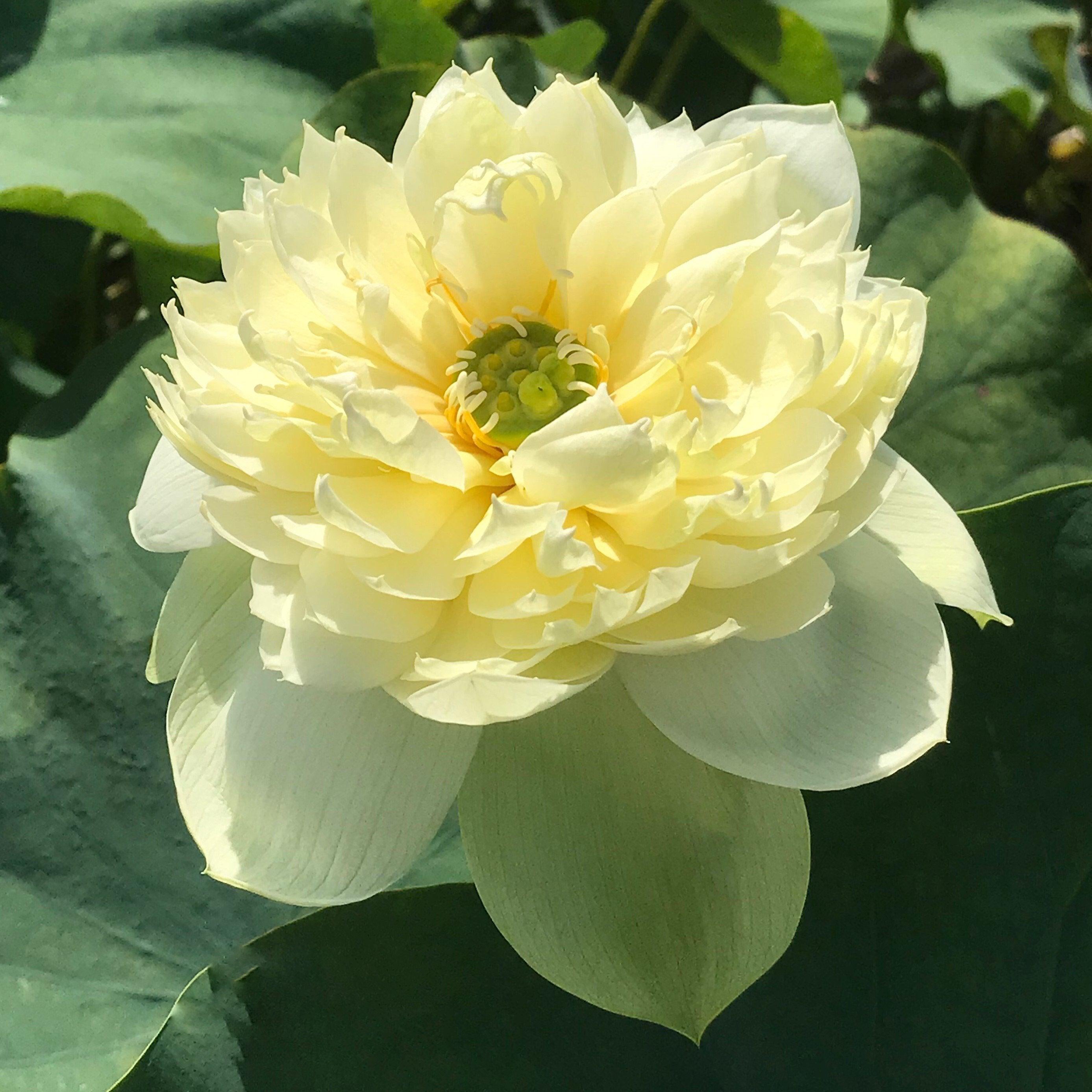 Golden Apple Lotus (Bare Root) - Play It Koi