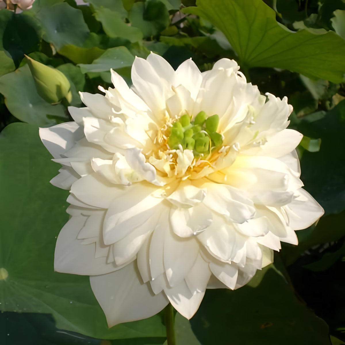 Golden Autumn Lotus (Bare Root) - Play It Koi