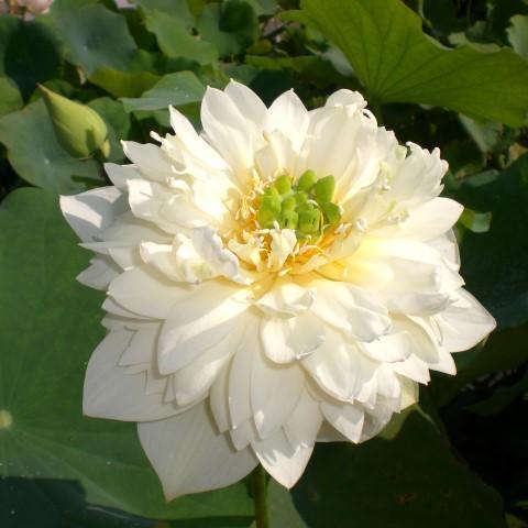 Golden Autumn Lotus (Bare Root) - Play It Koi