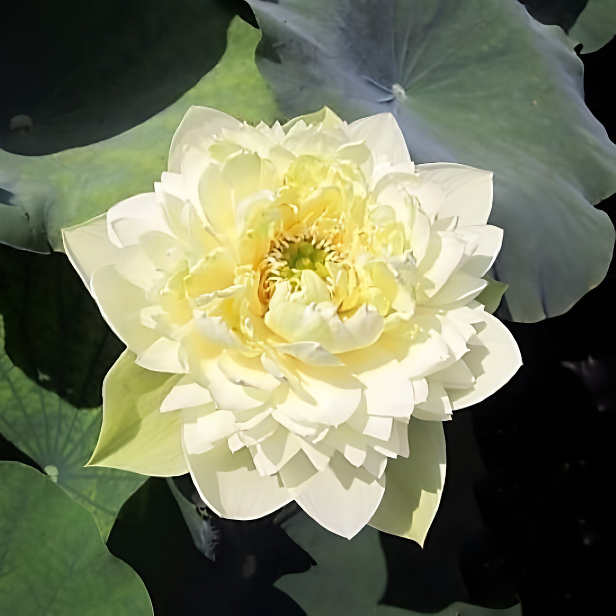 Golden Autumn Lotus (Bare Root) - Play It Koi