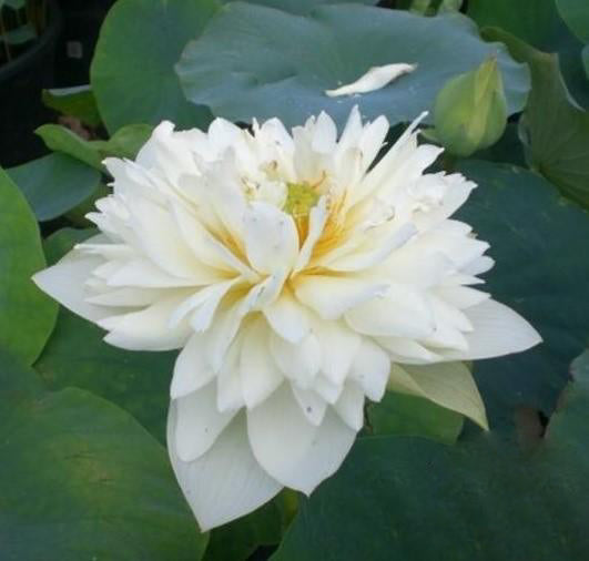 Golden Autumn Lotus (Bare Root) - Play It Koi