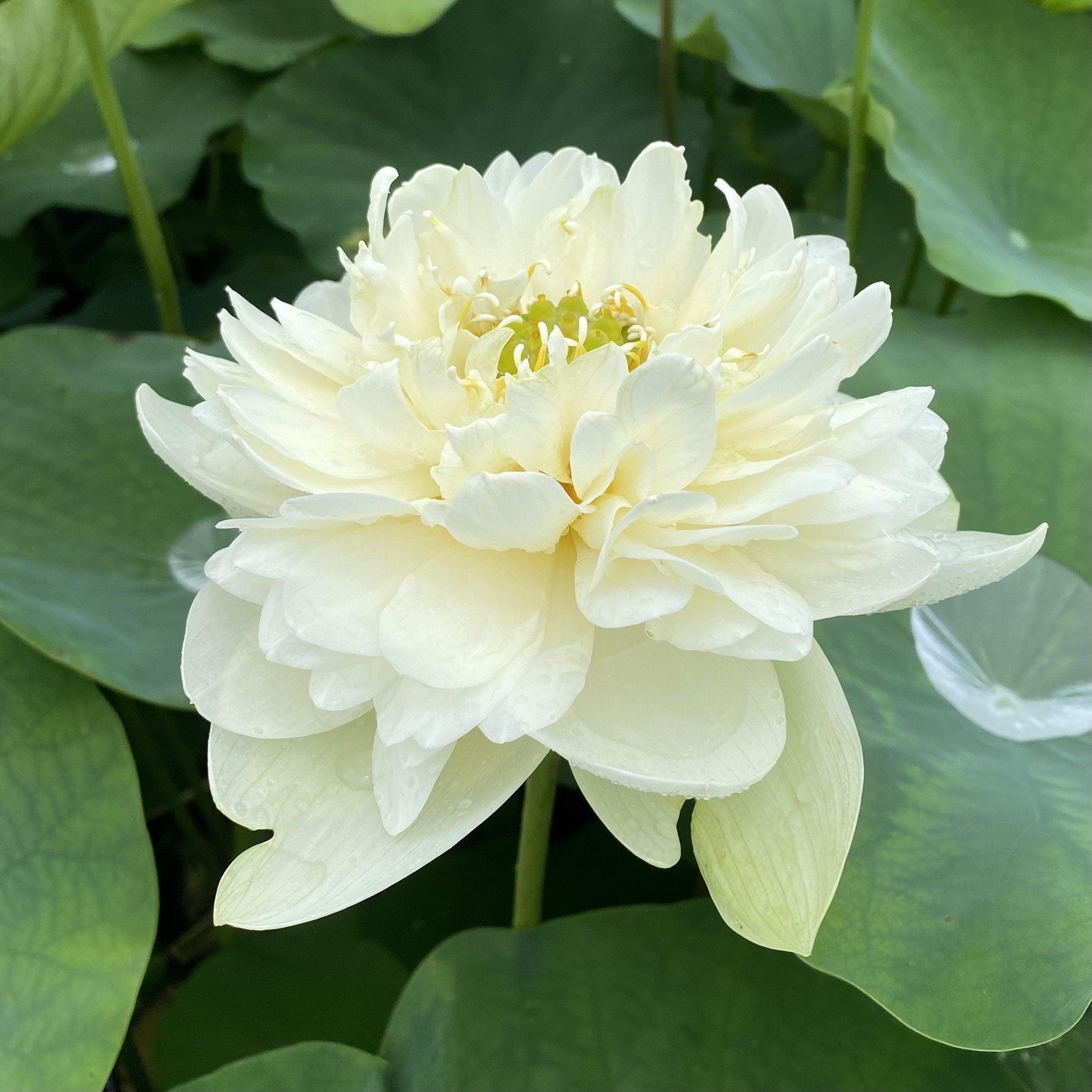 Golden Horse in Jade Palace Lotus (Bare Root) - Play It Koi