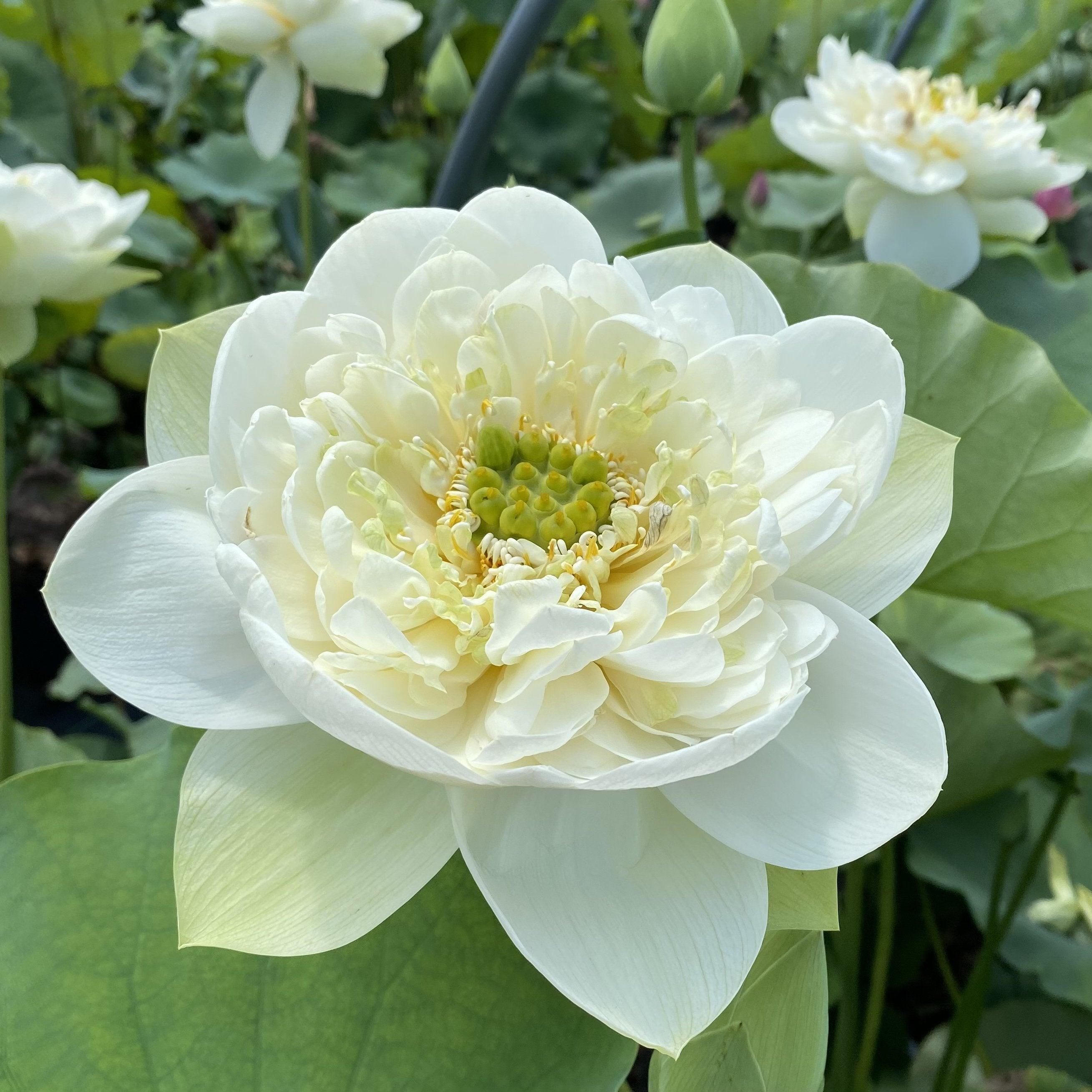 Golden Horse in Jade Palace Lotus (Bare Root) - Play It Koi