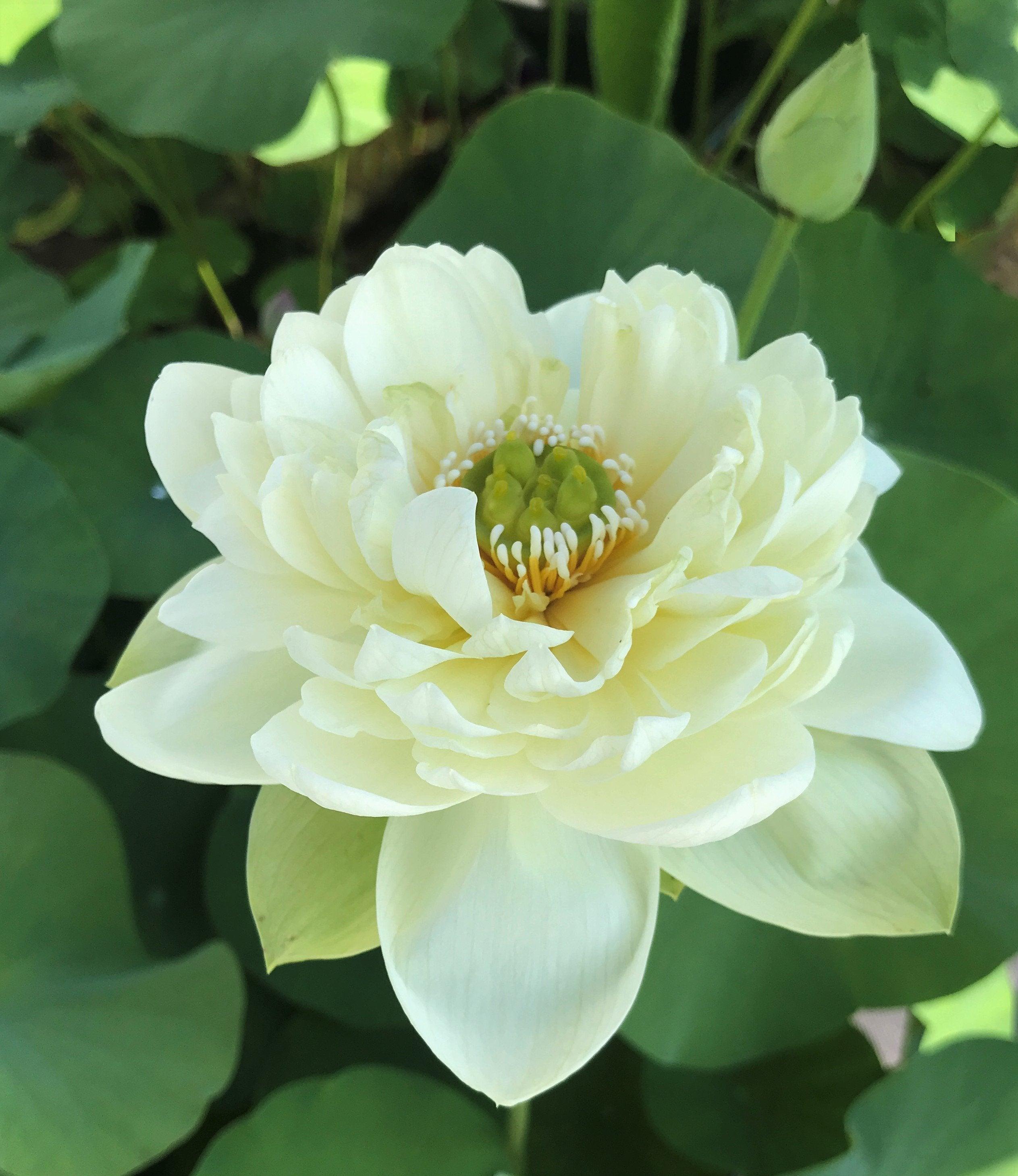 Golden Horse in Jade Palace Lotus (Bare Root) - Play It Koi