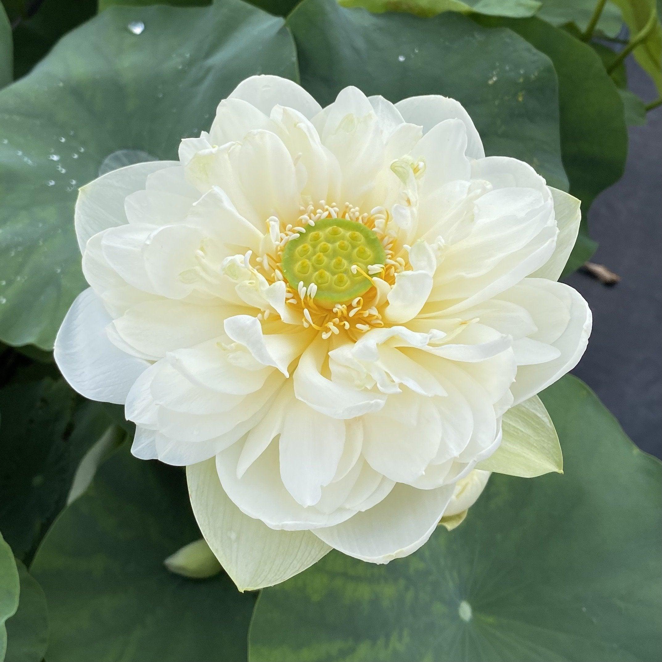 Golden Horse in Jade Palace Lotus (Bare Root) - Play It Koi