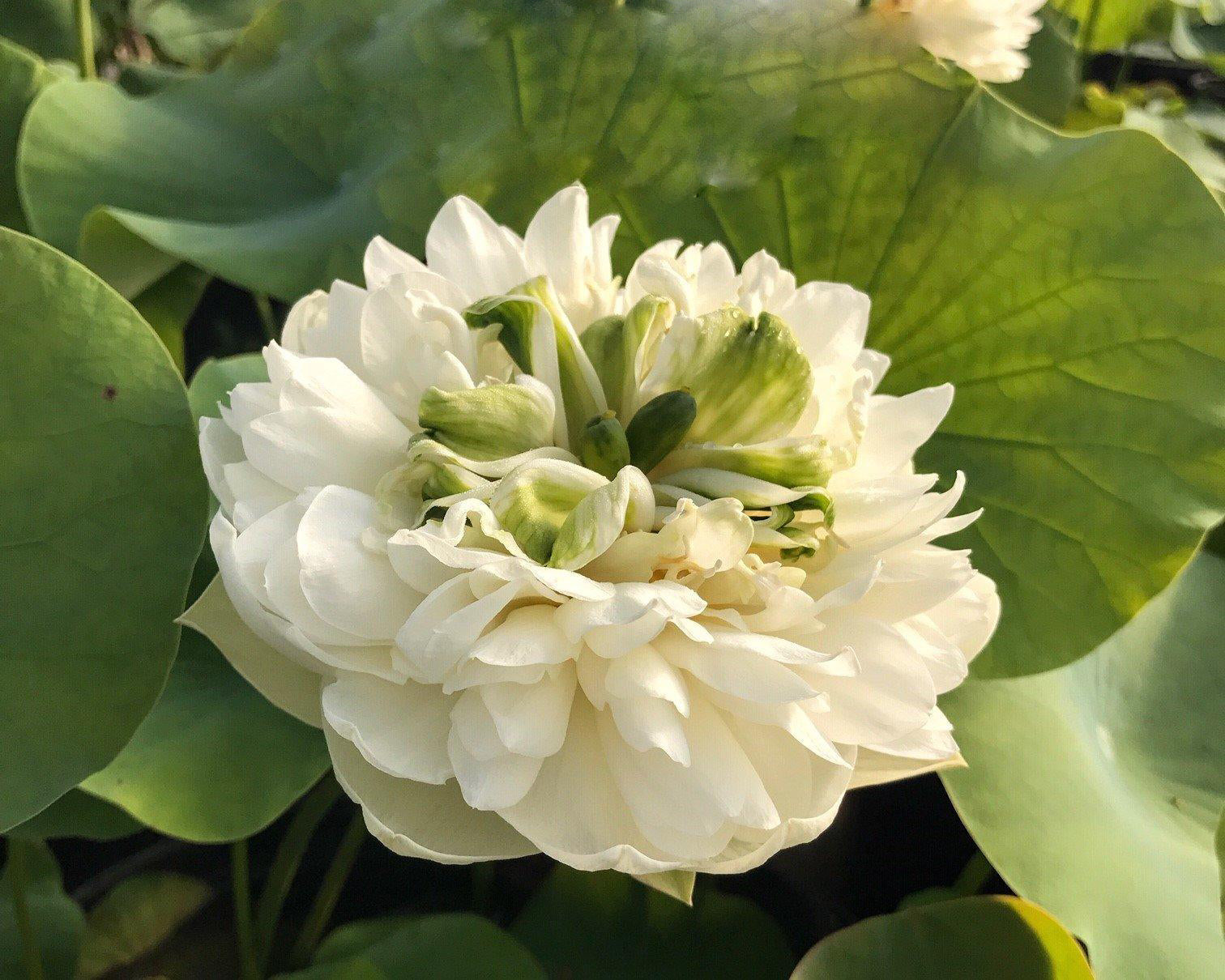 Golden Horse in Jade Palace Lotus (Bare Root) - Play It Koi