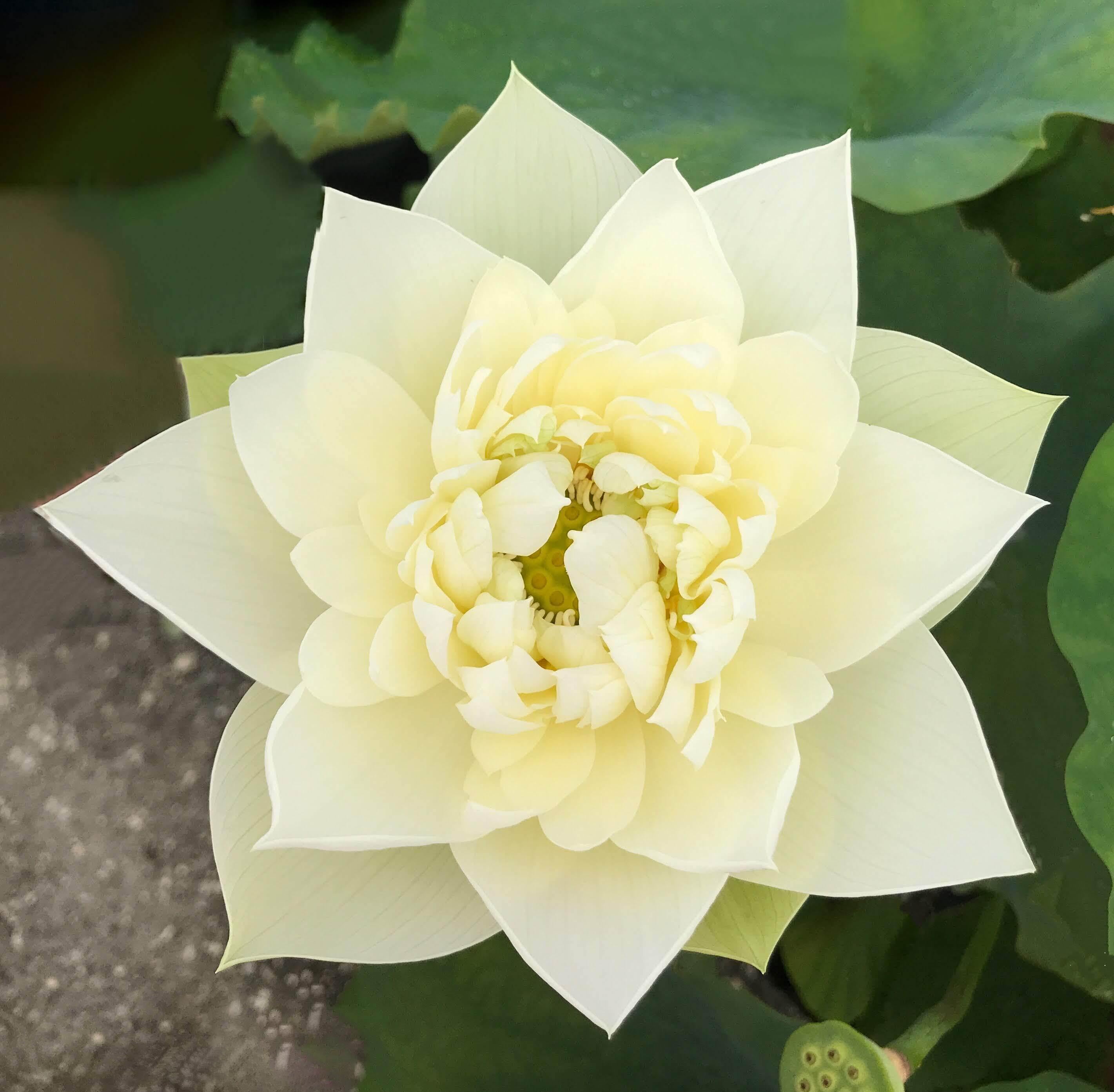 Golden Phoenix - Lovely Yellow Lotus (Bare Root) - Play It Koi