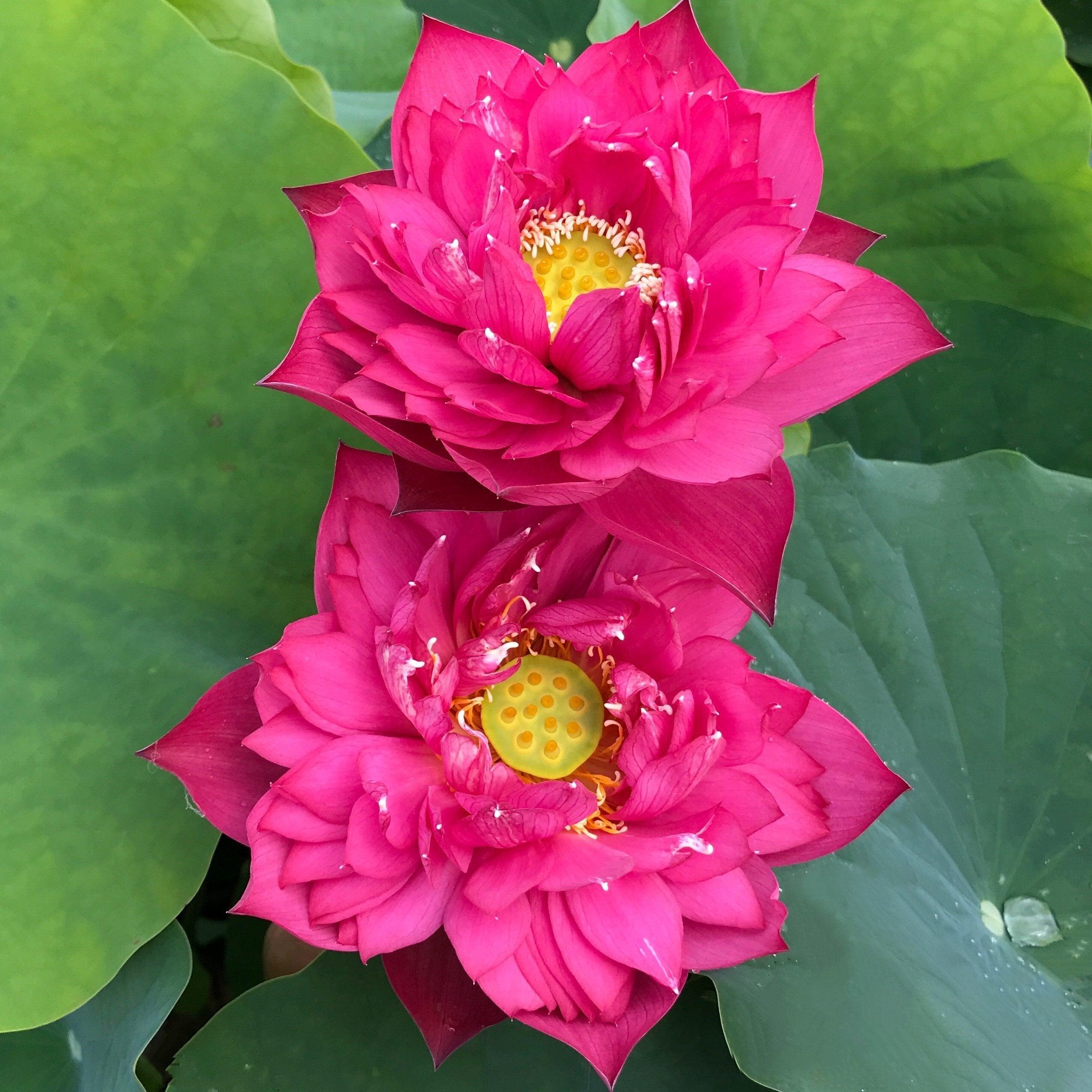 Gorgeous Lotus (Bare Root) - Play It Koi