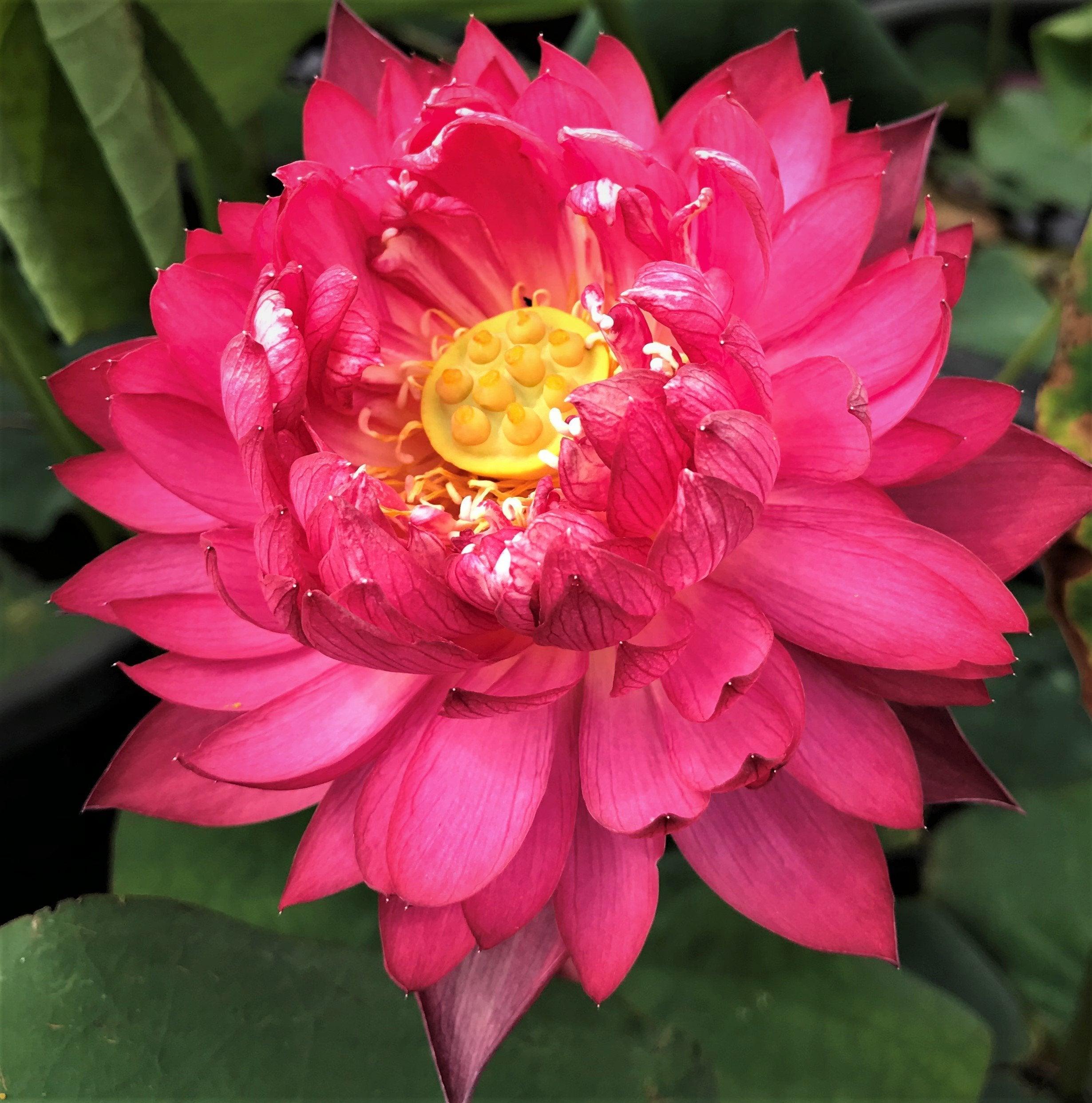 Gorgeous Lotus (Bare Root) - Play It Koi