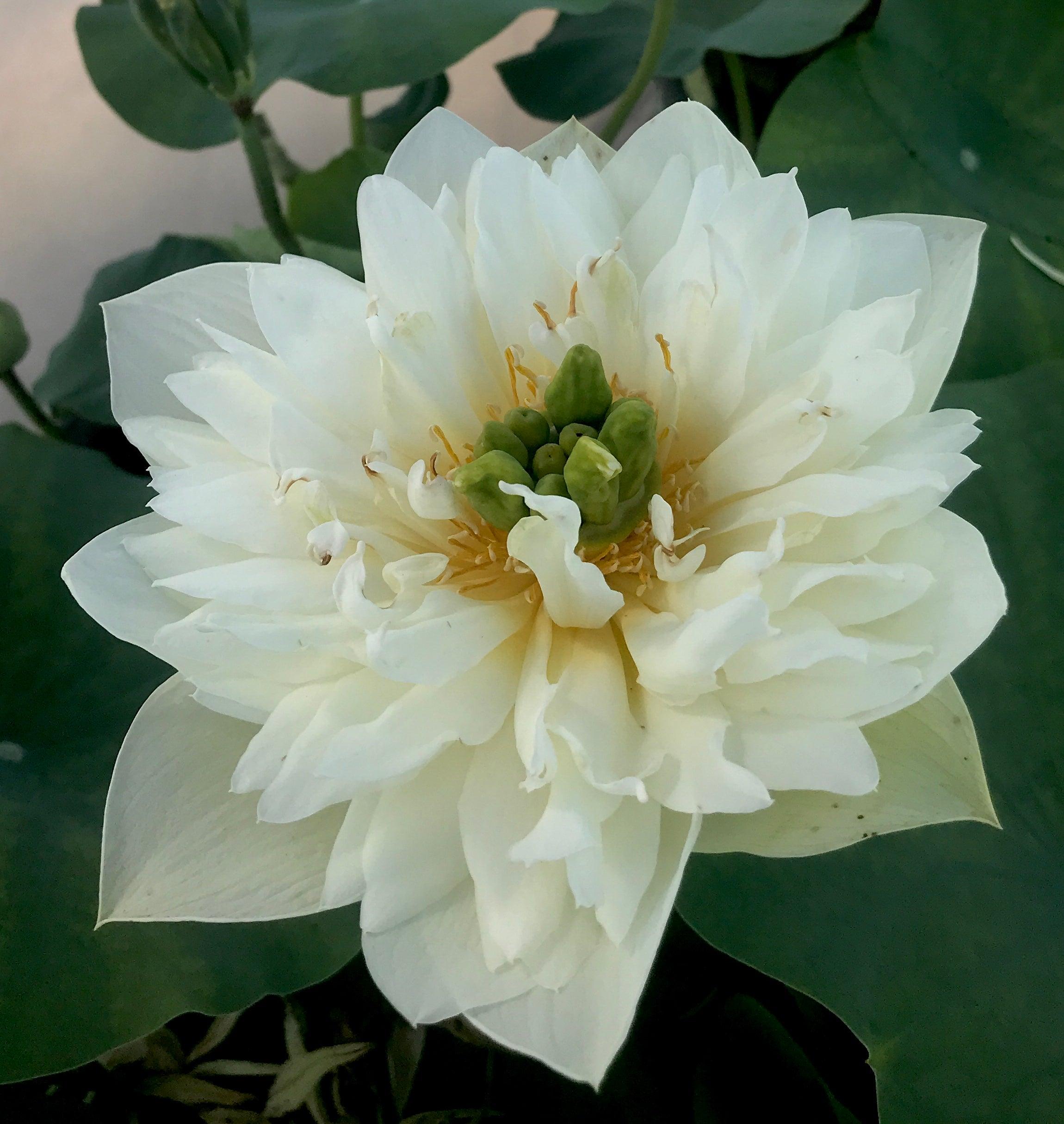 Green Clouds Lotus (Bare Root) - Play It Koi