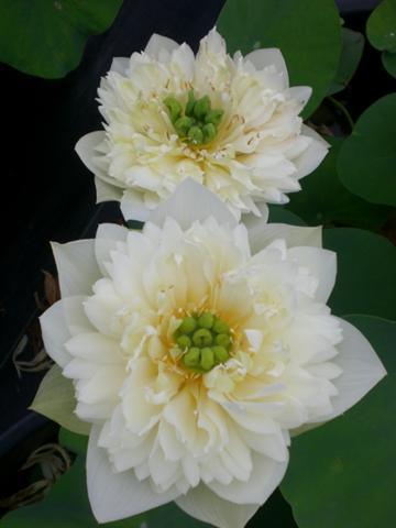 Green Clouds Lotus (Bare Root) - Play It Koi