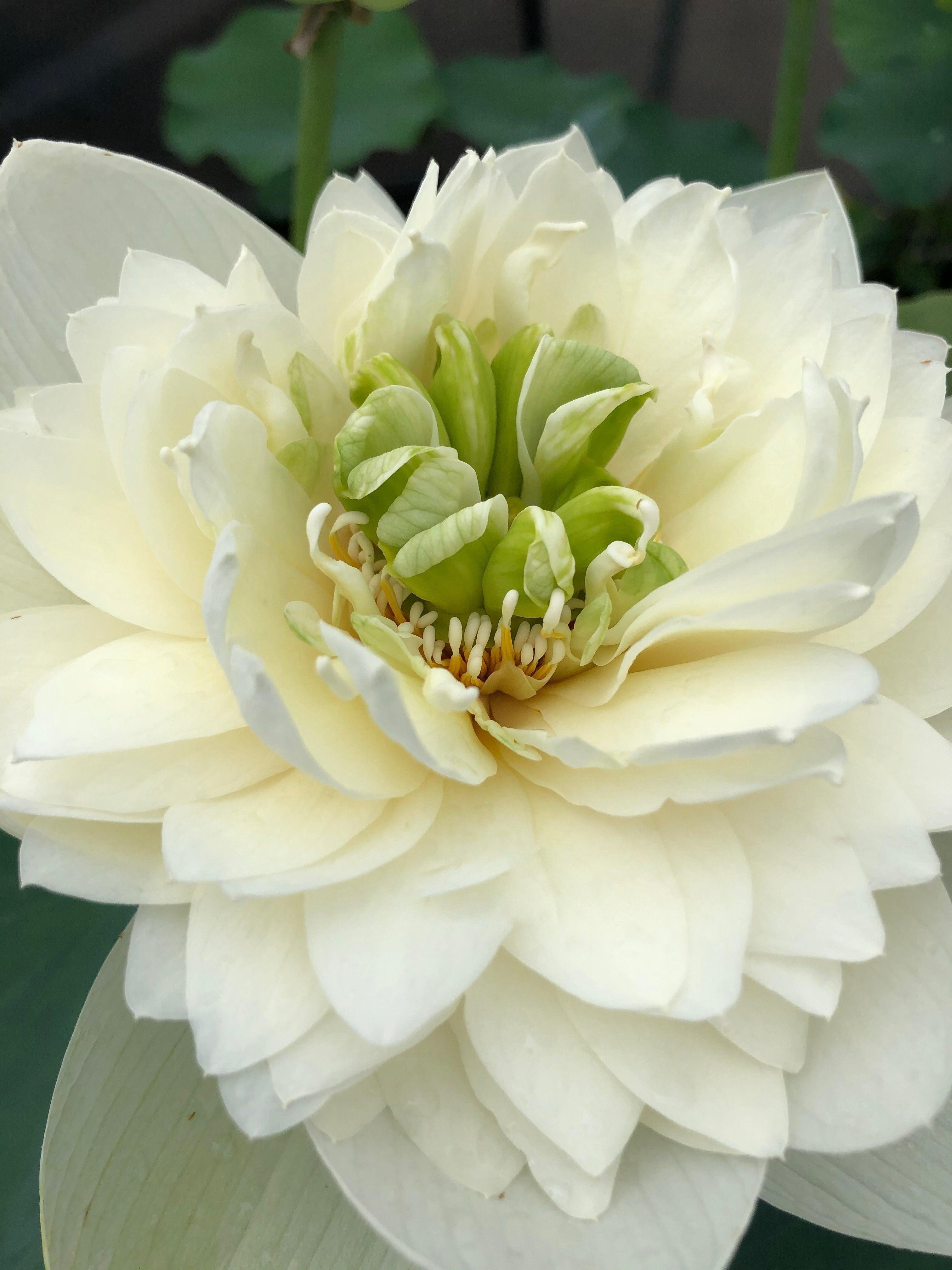 Green Clouds Lotus (Bare Root) - Play It Koi