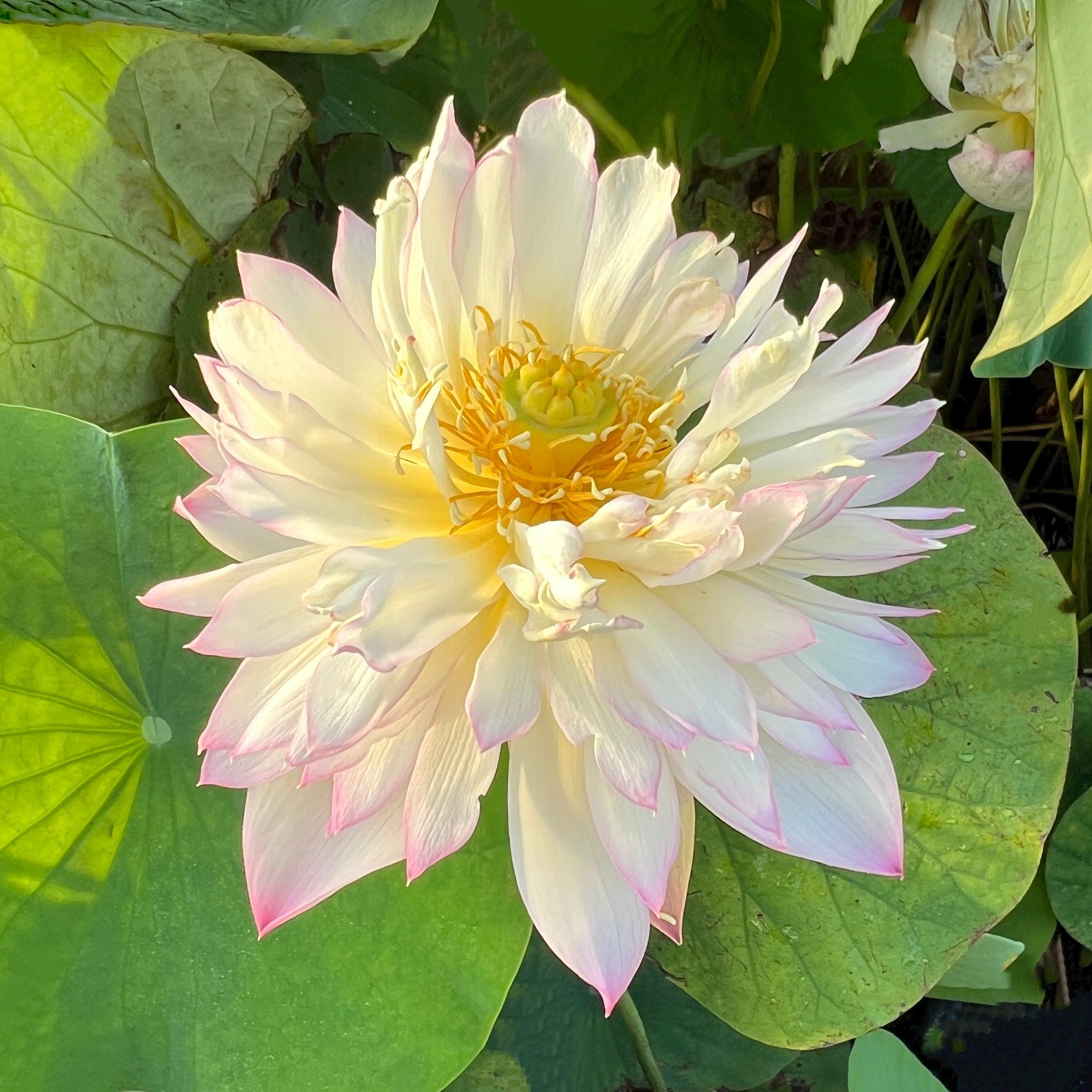 Green in Pink Layers Lotus (Bare Root) - Play It Koi