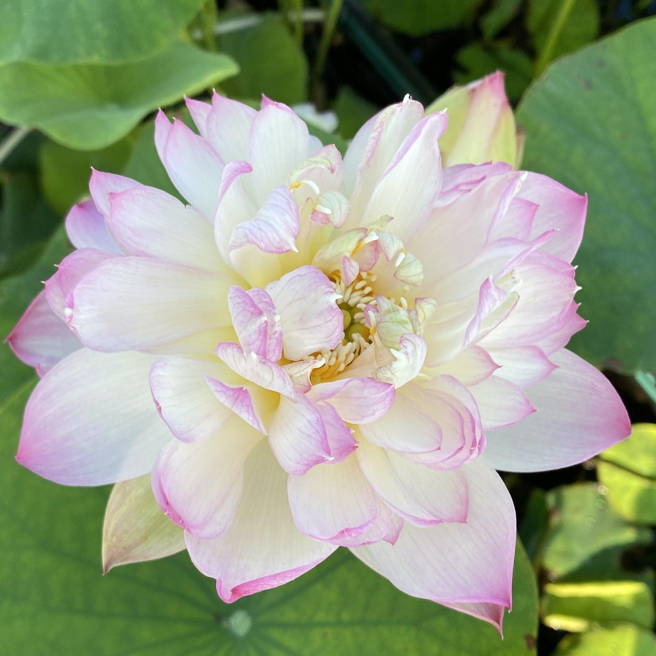 Green in Pink Layers Lotus (Bare Root) - Play It Koi