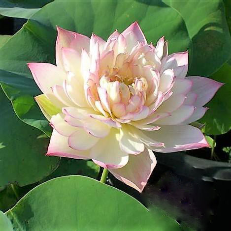 Green in Pink Layers Lotus (Bare Root) - Play It Koi