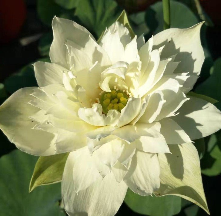 Green Jade of Qinhuai Mini Lotus (Bare Root)