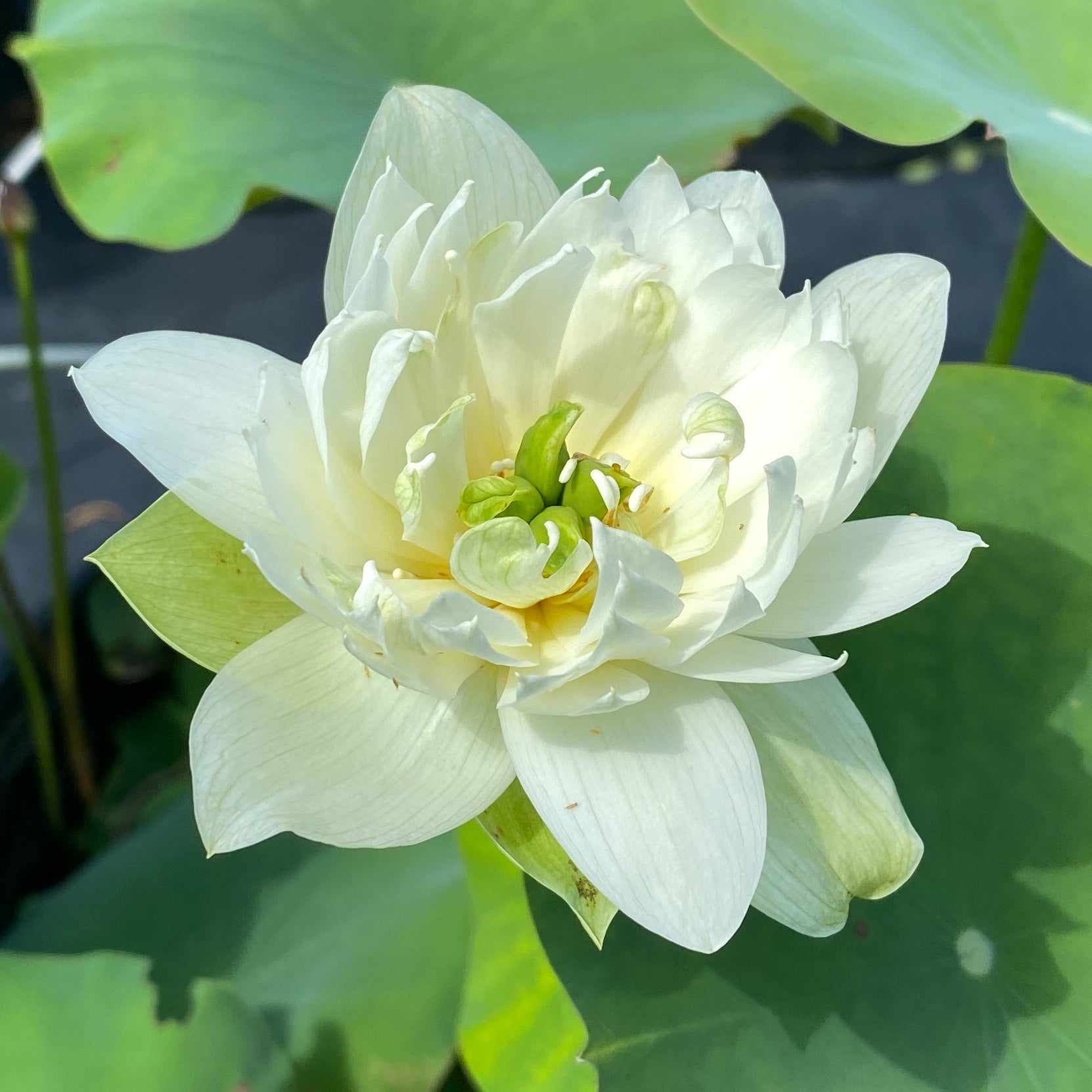 Green Jade of Qinhuai Mini Lotus (Bare Root)