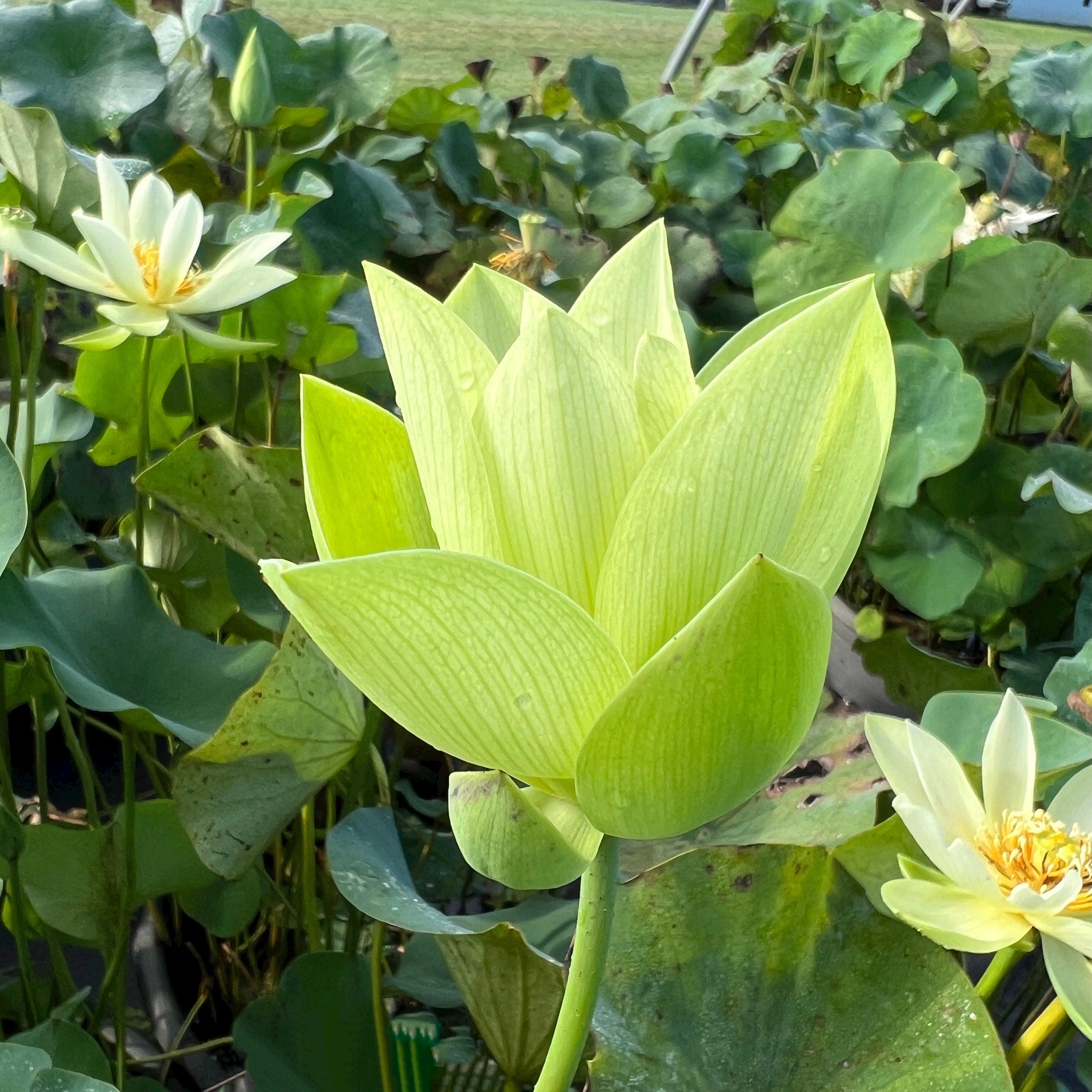 Green Love - Lucky Green Lotus (Bare Root) - Play It Koi