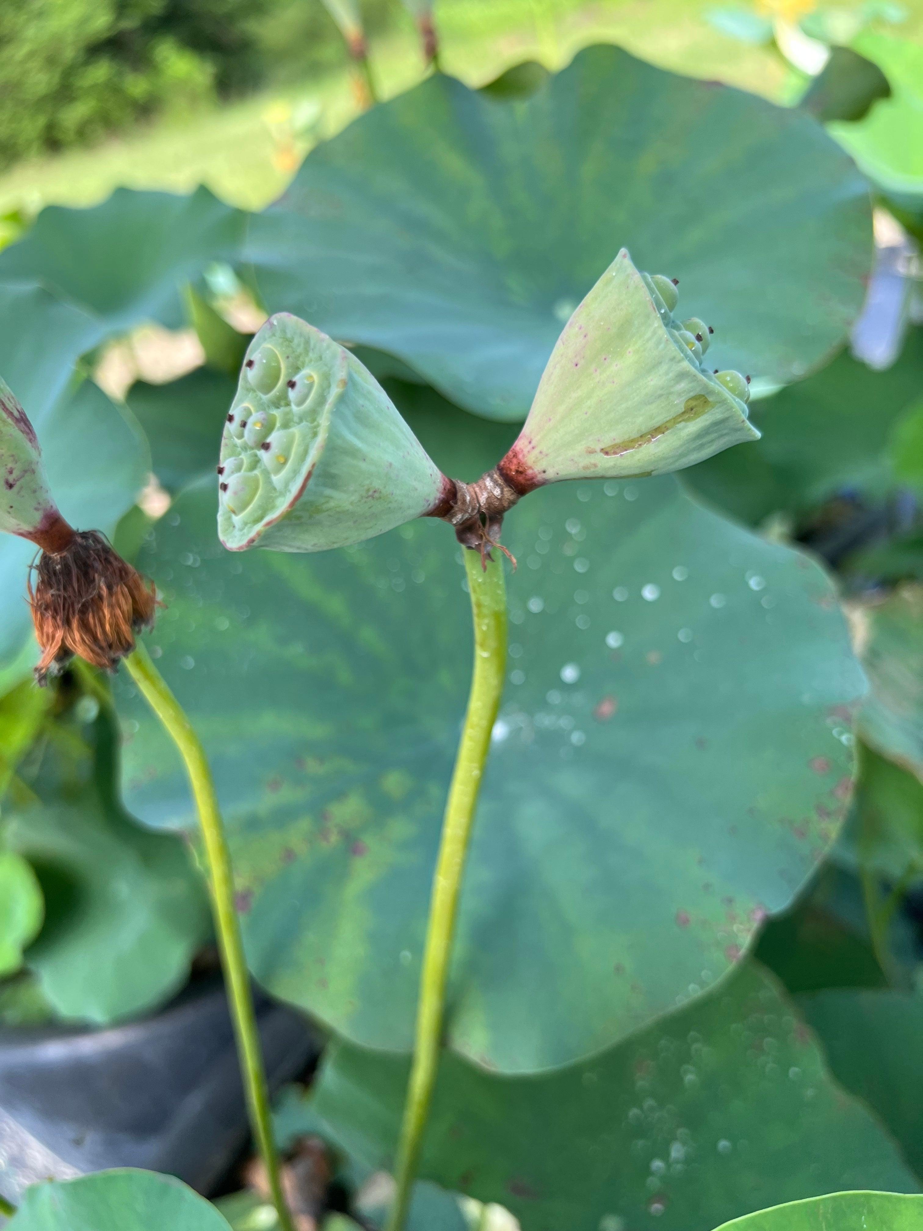 Green Love - Lucky Green Lotus (Bare Root) - Play It Koi