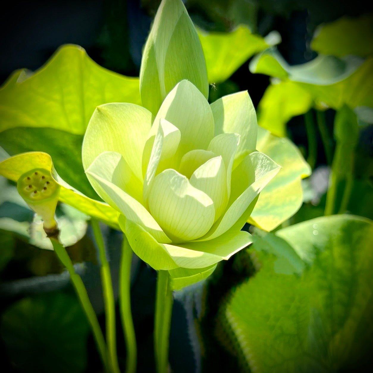 Green Love - Lucky Green Lotus (Bare Root) - Play It Koi