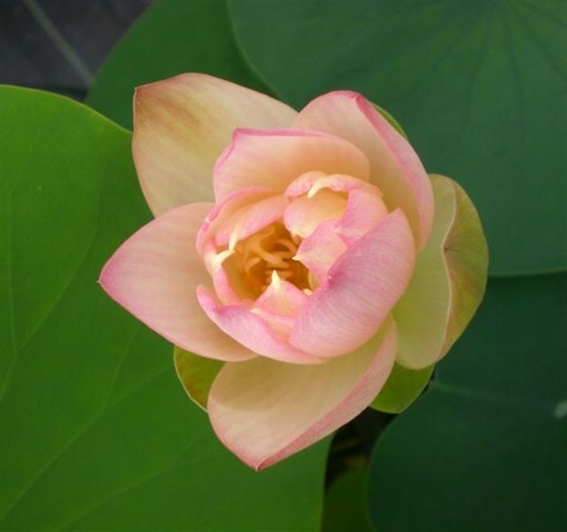 Green Maiden Lotus (Bare Root) - Play It Koi