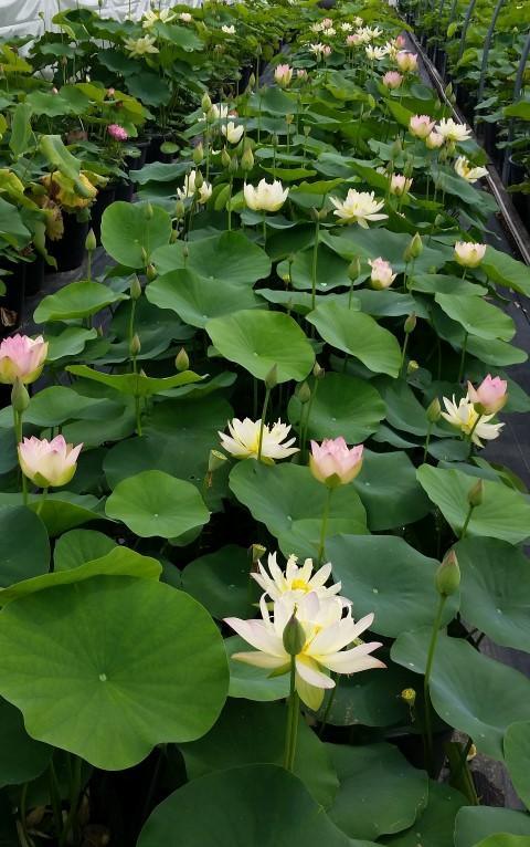 Green Maiden Lotus (Bare Root) - Play It Koi