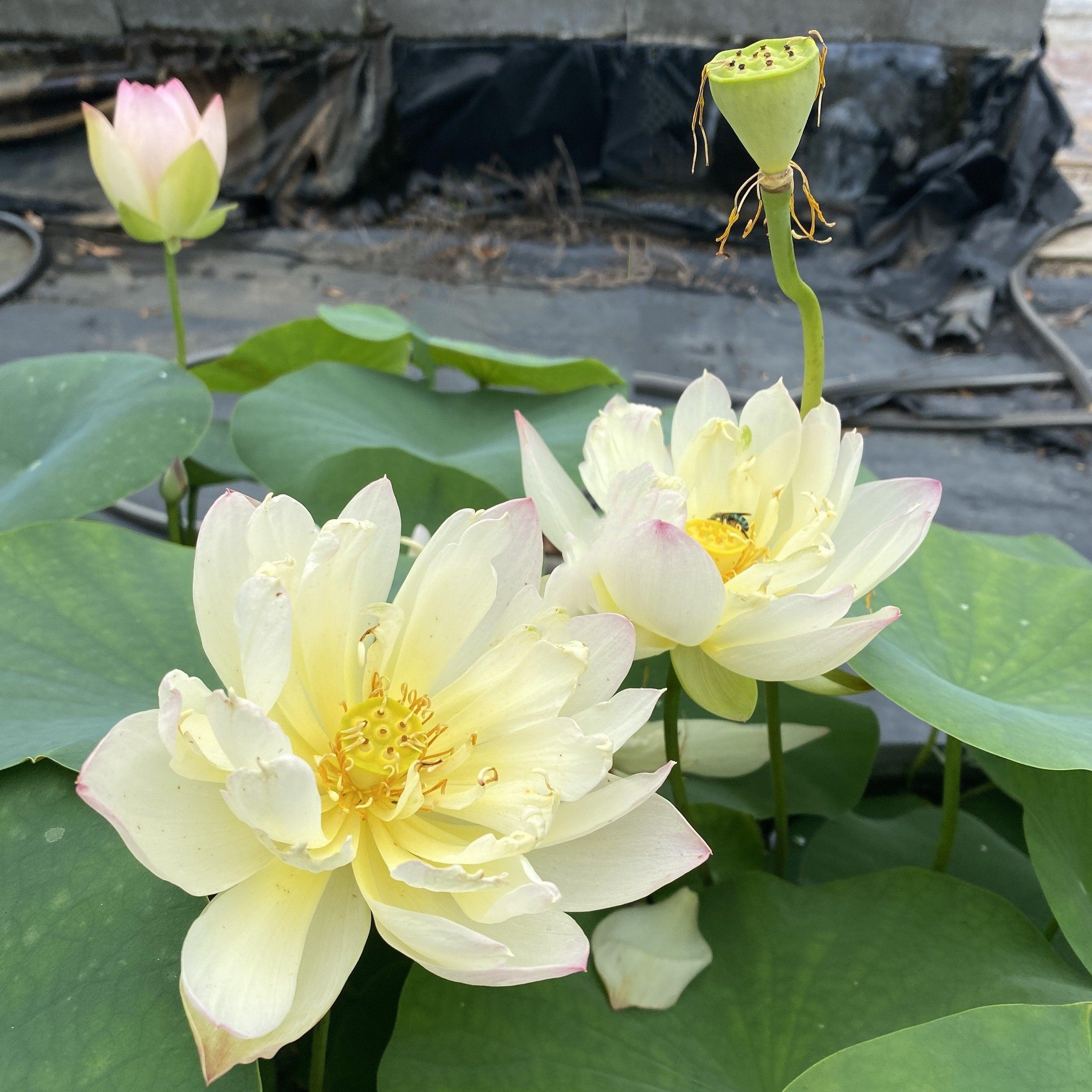 Green Maiden Lotus (Bare Root) - Play It Koi