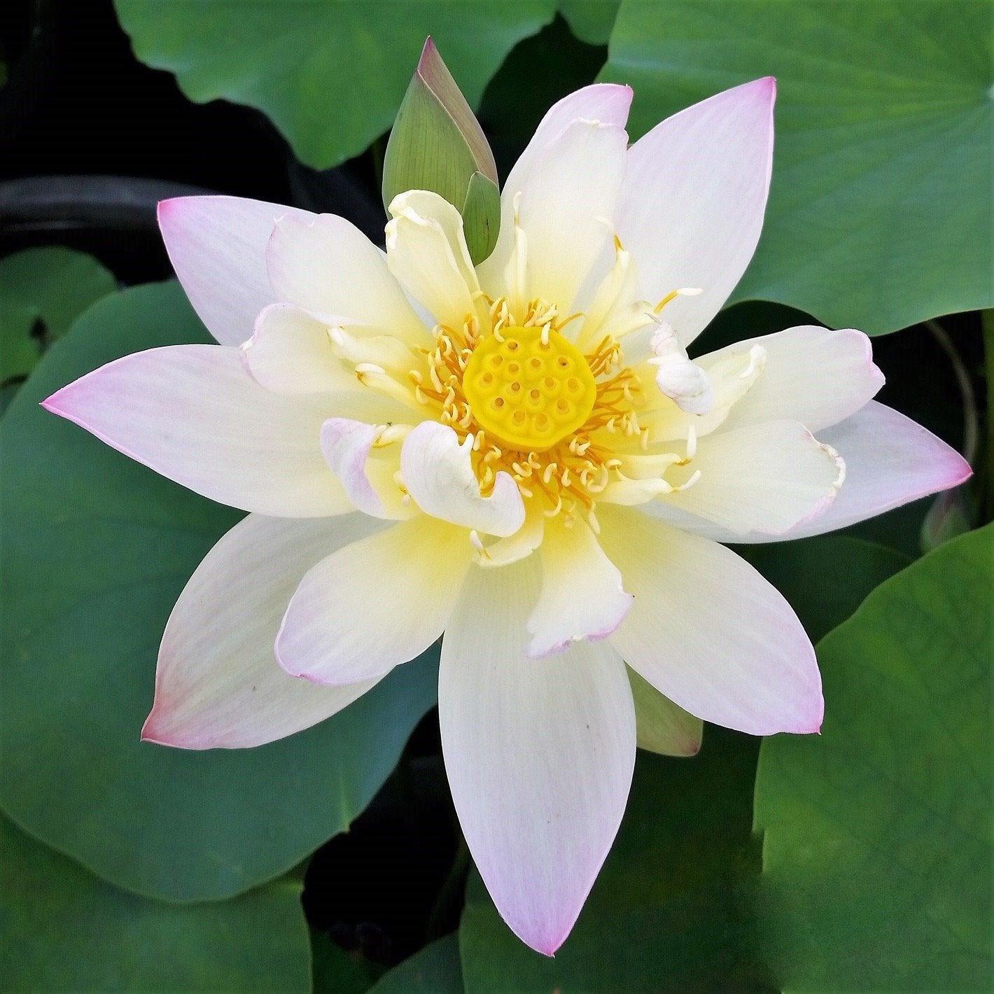 Green Maiden Lotus (Bare Root) - Play It Koi