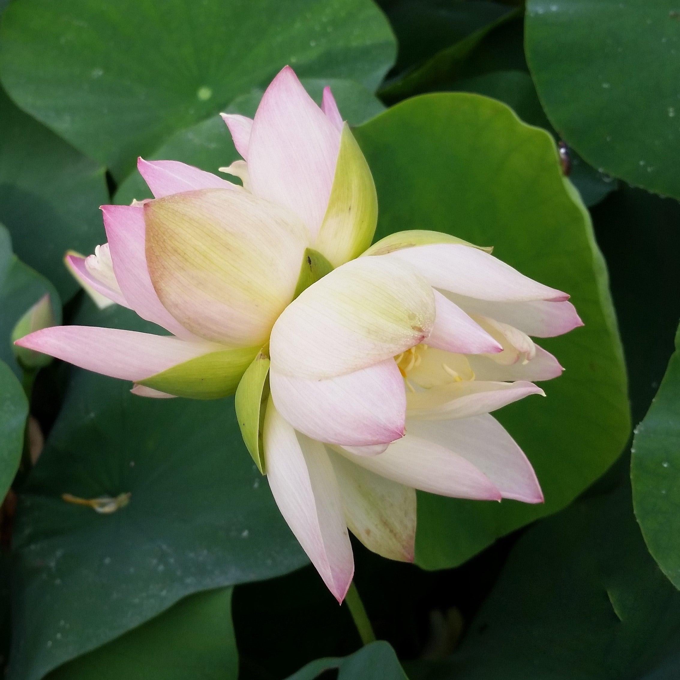 Green Maiden Lotus (Bare Root) - Play It Koi