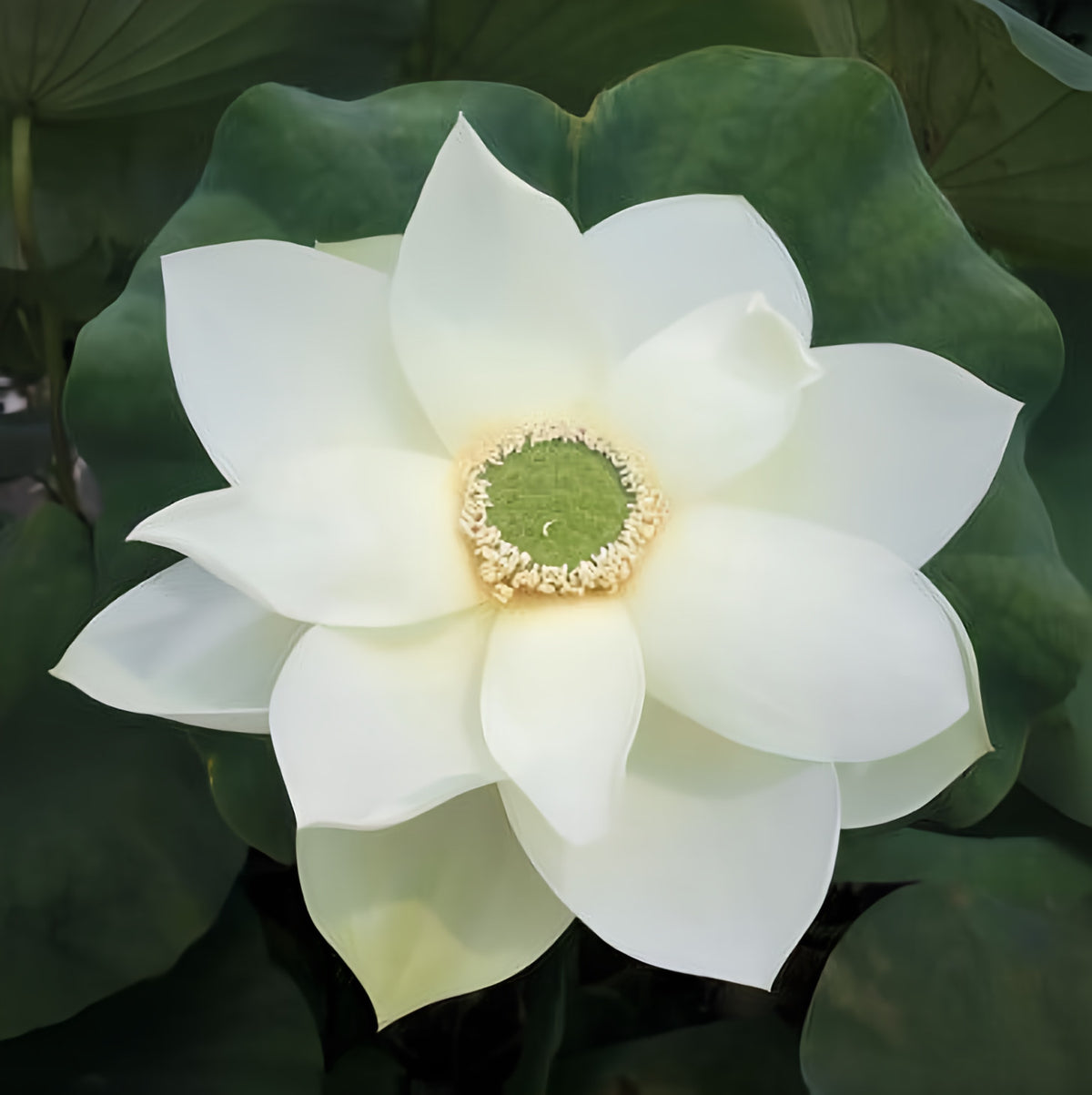 Green Star Lotus (Bare Root) - Play It Koi