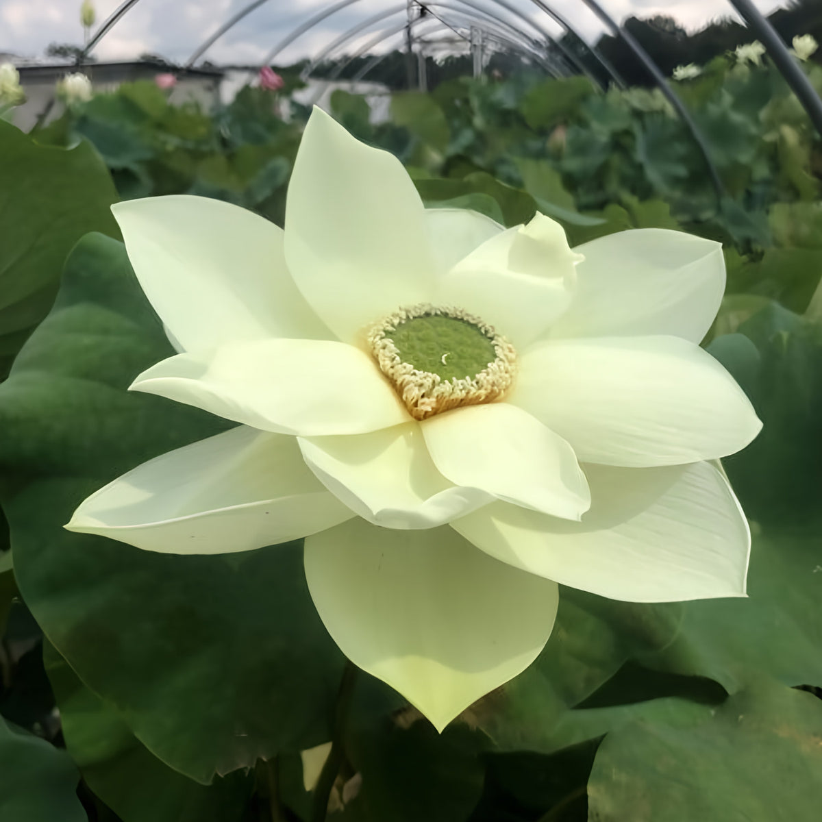Green Star Lotus (Bare Root) - Play It Koi