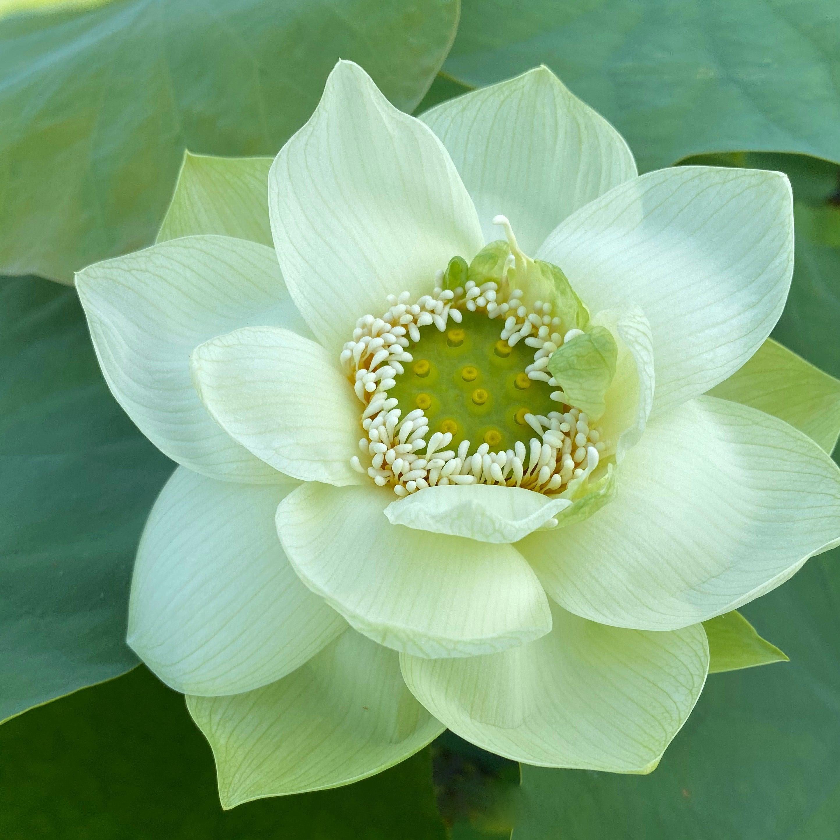 Green Star Lotus (Bare Root) - Play It Koi