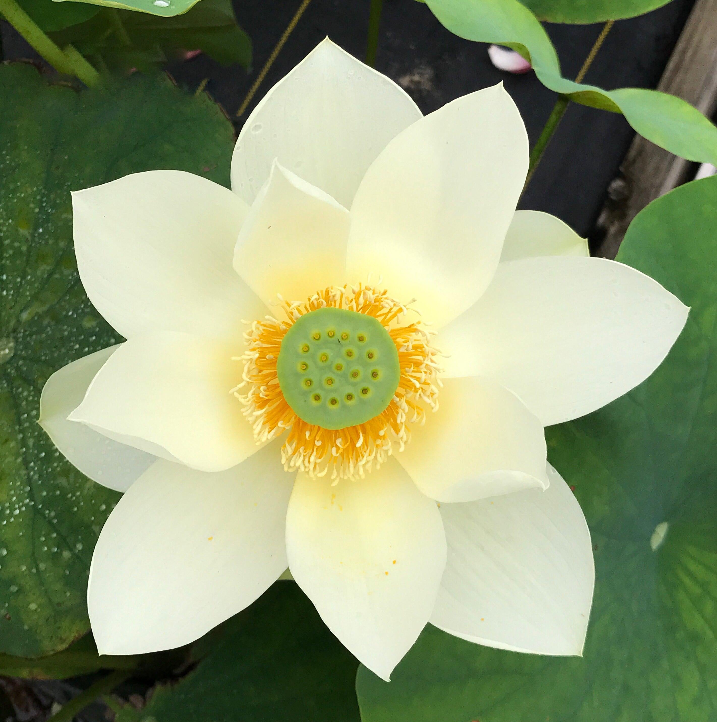 Green Star Lotus (Bare Root) - Play It Koi