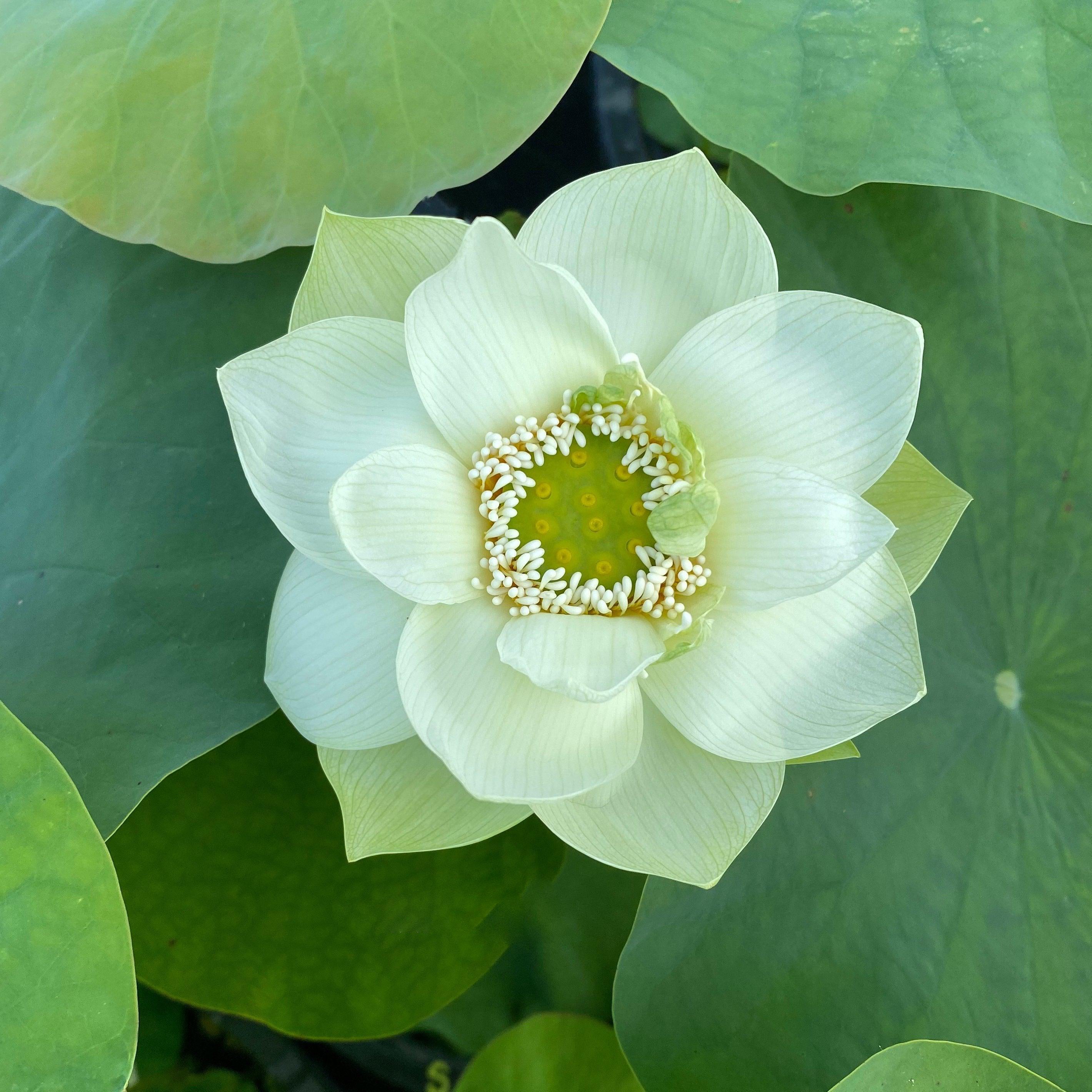 Green Star Lotus (Bare Root) - Play It Koi