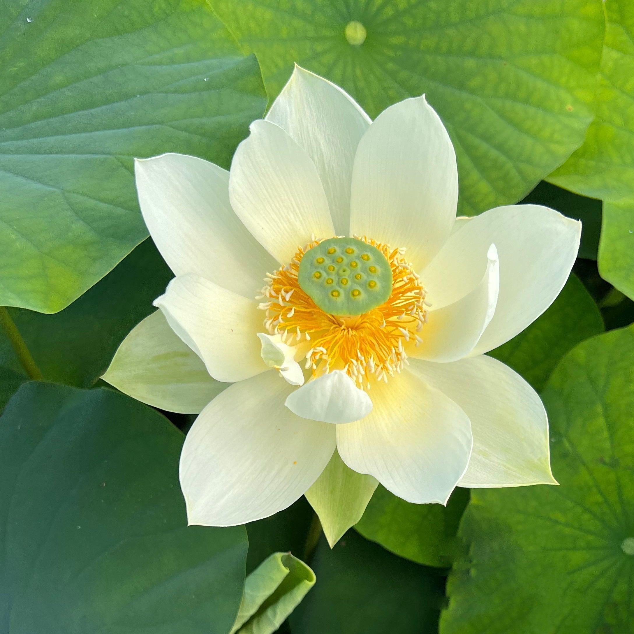 Green Star Lotus (Bare Root) - Play It Koi