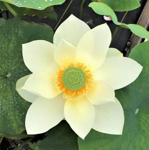 Green Star Lotus (Bare Root) - Play It Koi