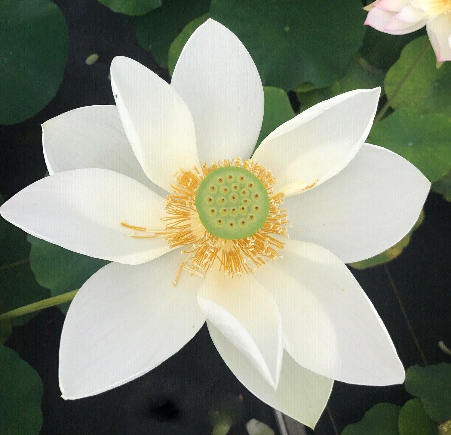 Green Star Lotus (Bare Root) - Play It Koi