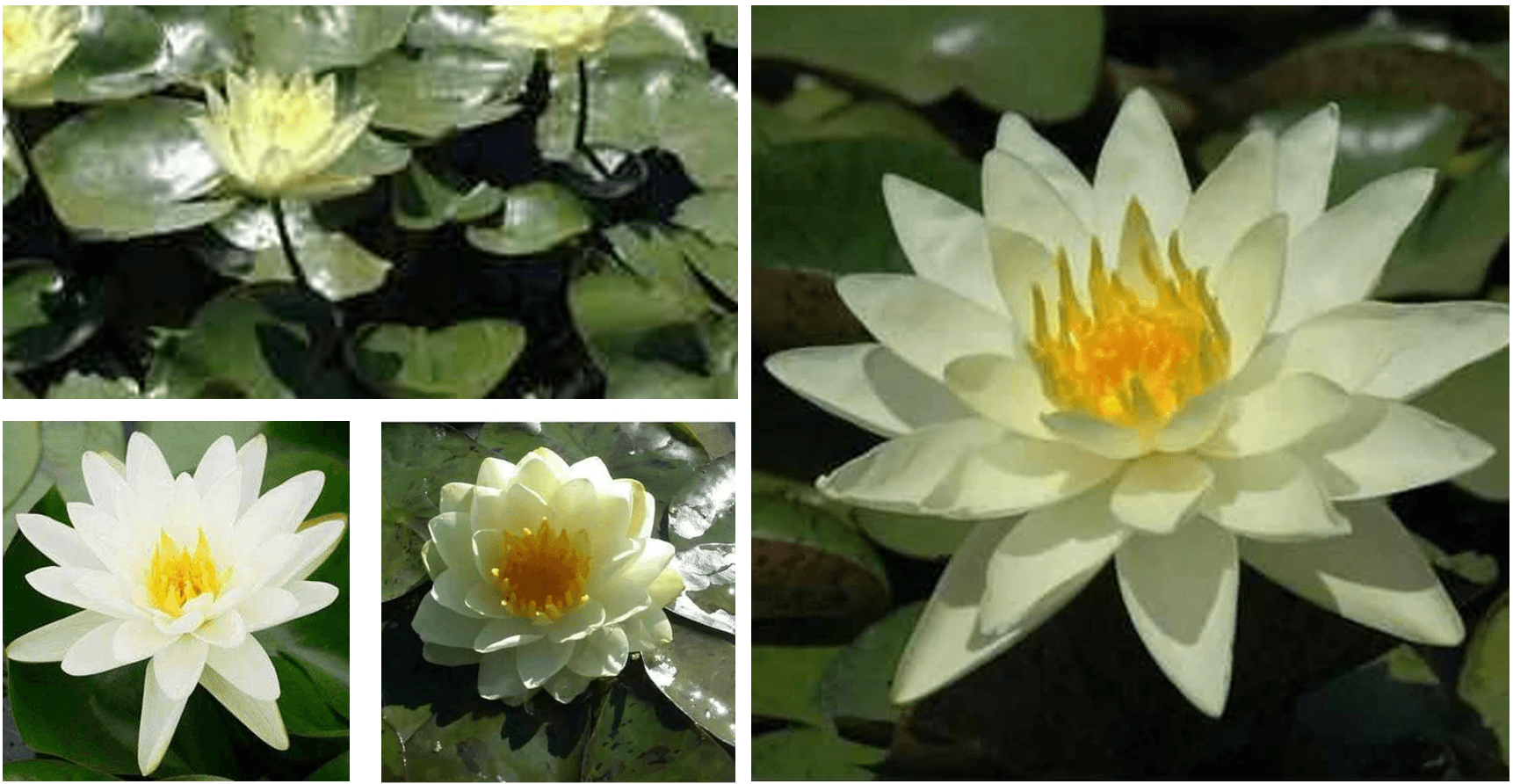 Grower's Choice Yellow Hardy Water Lily (Bare Root) - Play It Koi