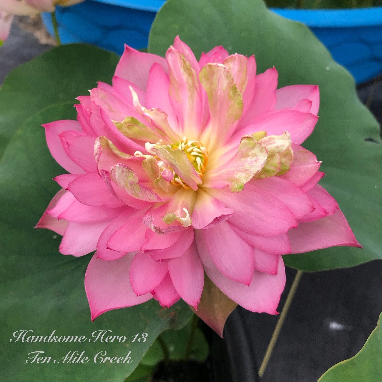 Handsome Hero 13 Lotus - He's a winner! (Bare Root)