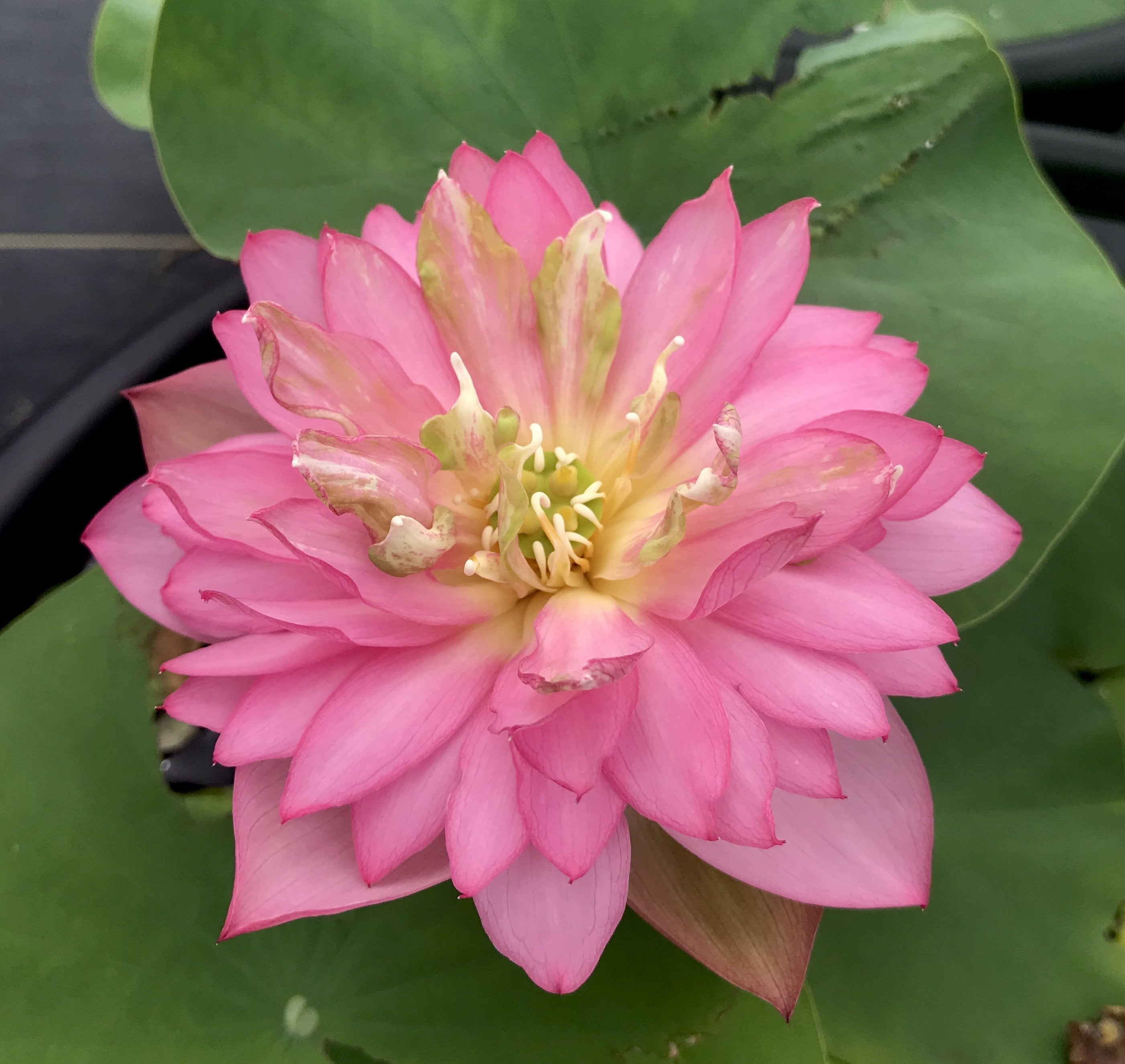 Handsome Hero 13 Lotus - He's a winner! (Bare Root)