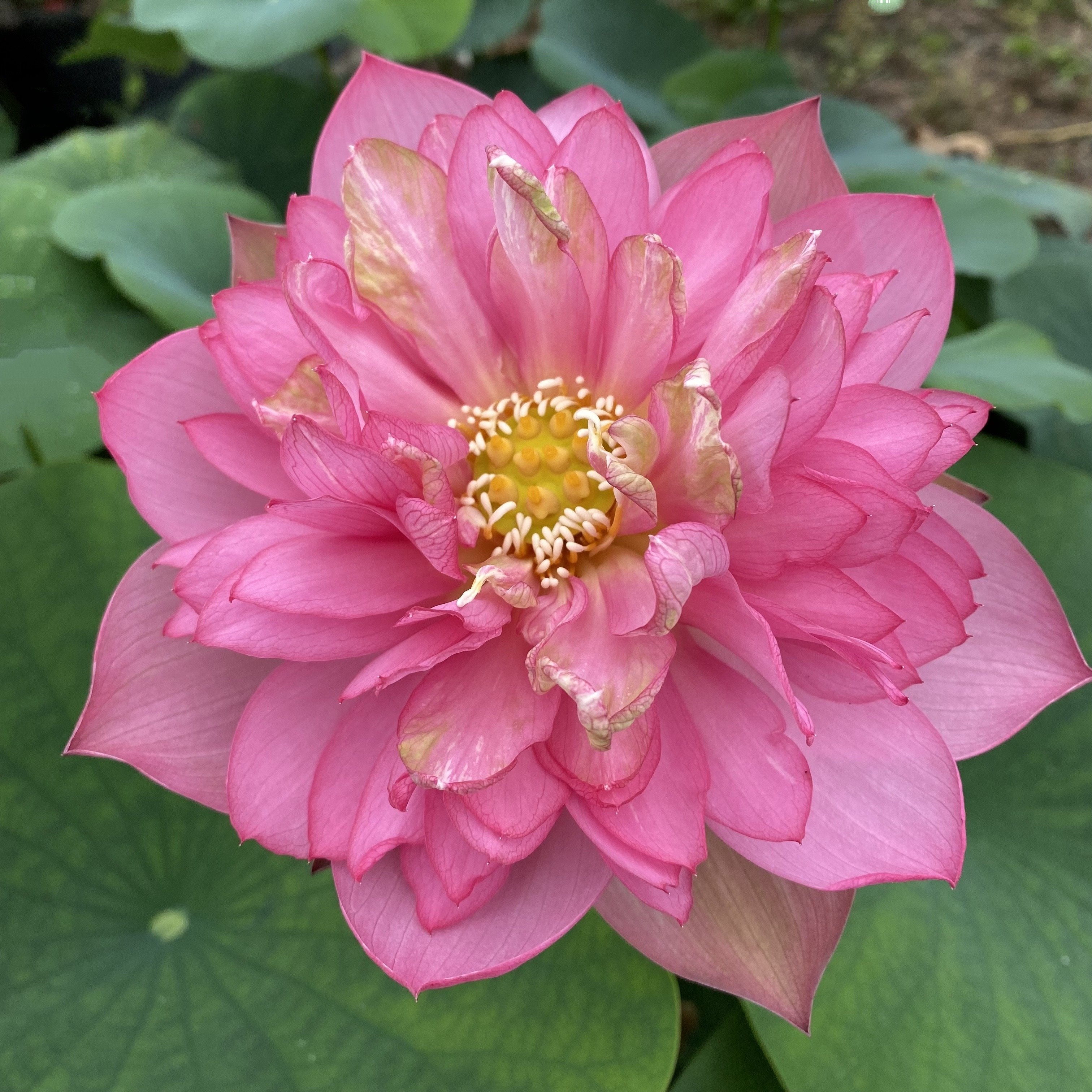 Handsome Hero 13 Lotus - He's a winner! (Bare Root)